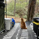 Review photo of Brown Mountain Roadside Campsites by kylie B., April 18, 2024