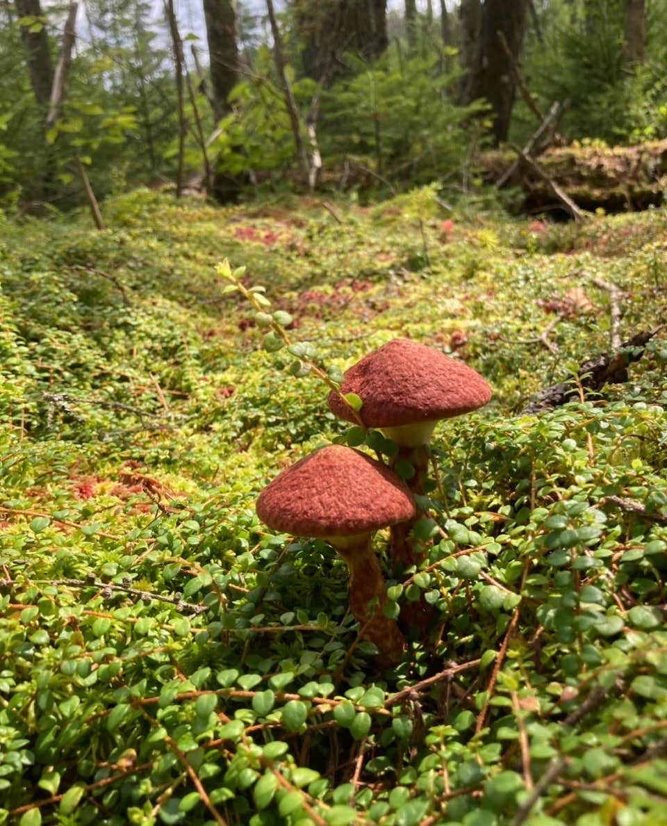 Camper submitted image from Brown Tract Pond Campground - 1