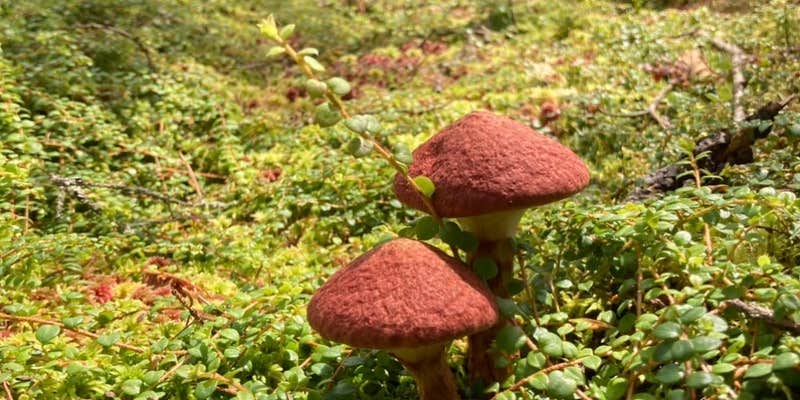 Camper submitted image from Brown Tract Pond Campground