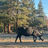 Review photo of Browns Creek by Daniel P., September 1, 2025