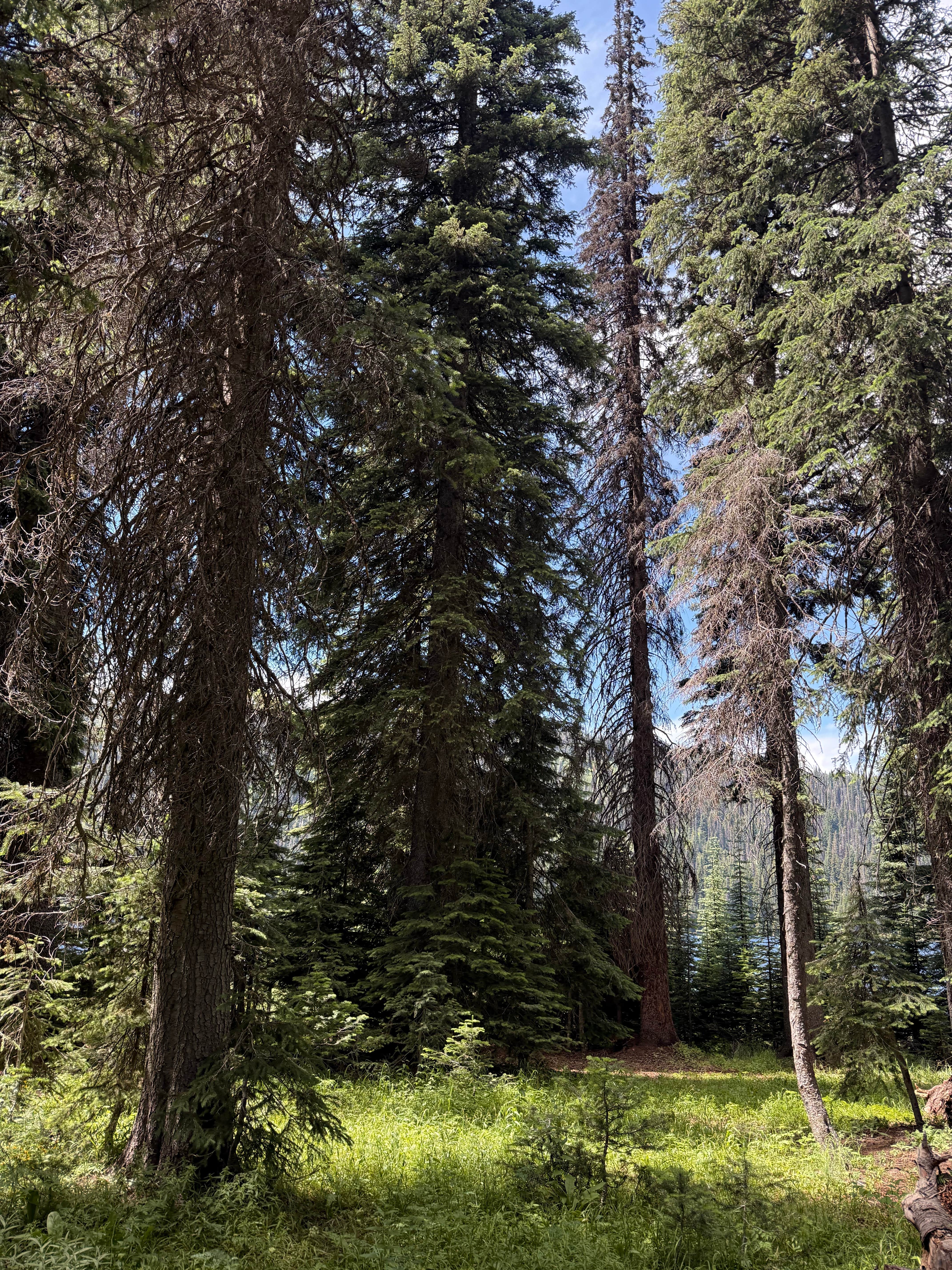 Camping near Peninsula Campground — Ponderosa State Park: Brundage Resivour Dispersed Camping, New Meadows, Idaho