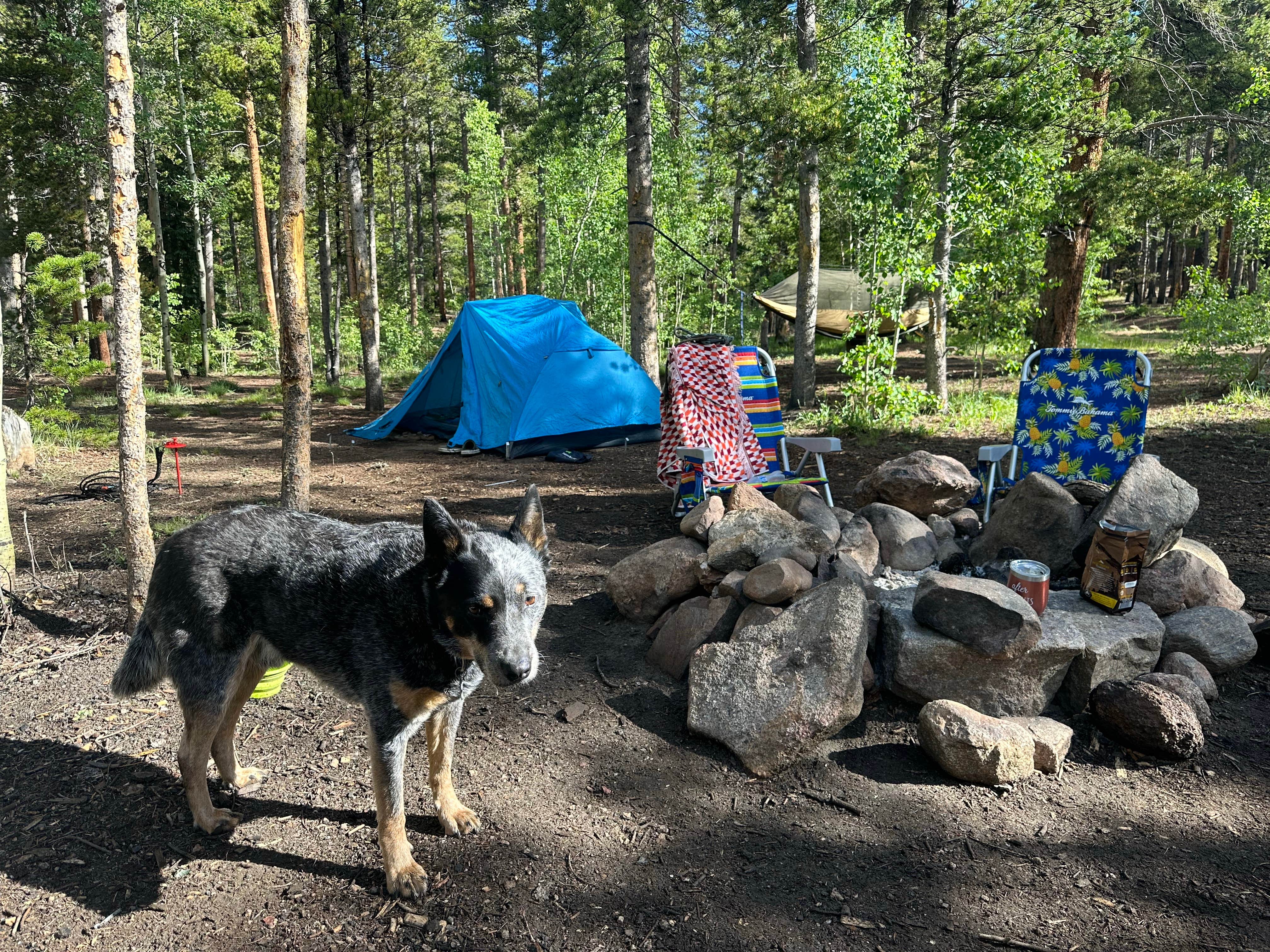 Kelsey C.'s photo of a dispersed camping area at Bruno Gulch Dispersed near Silver Plume, CO