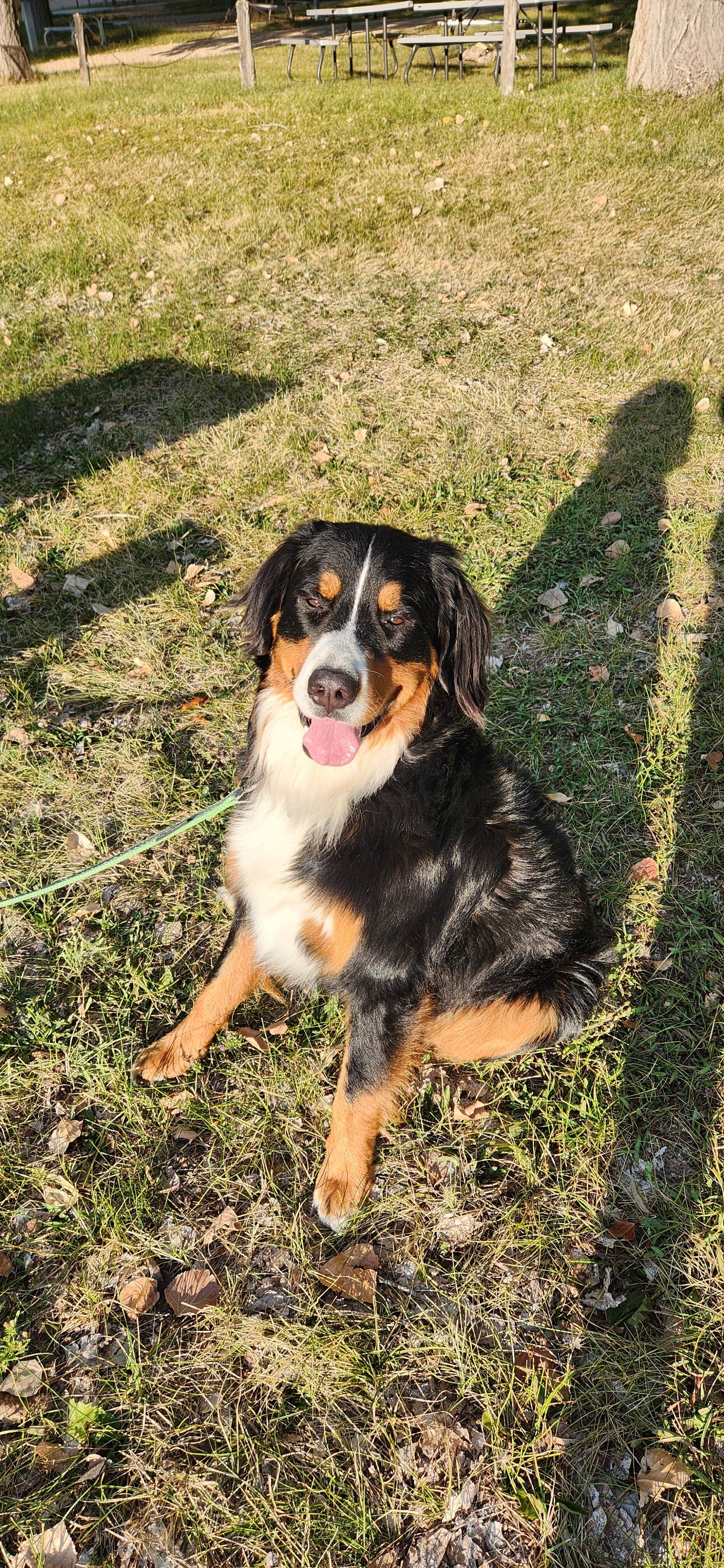 Laura W.'s photo of camping with pets at Bryce Zion Campground near Glendale, UT