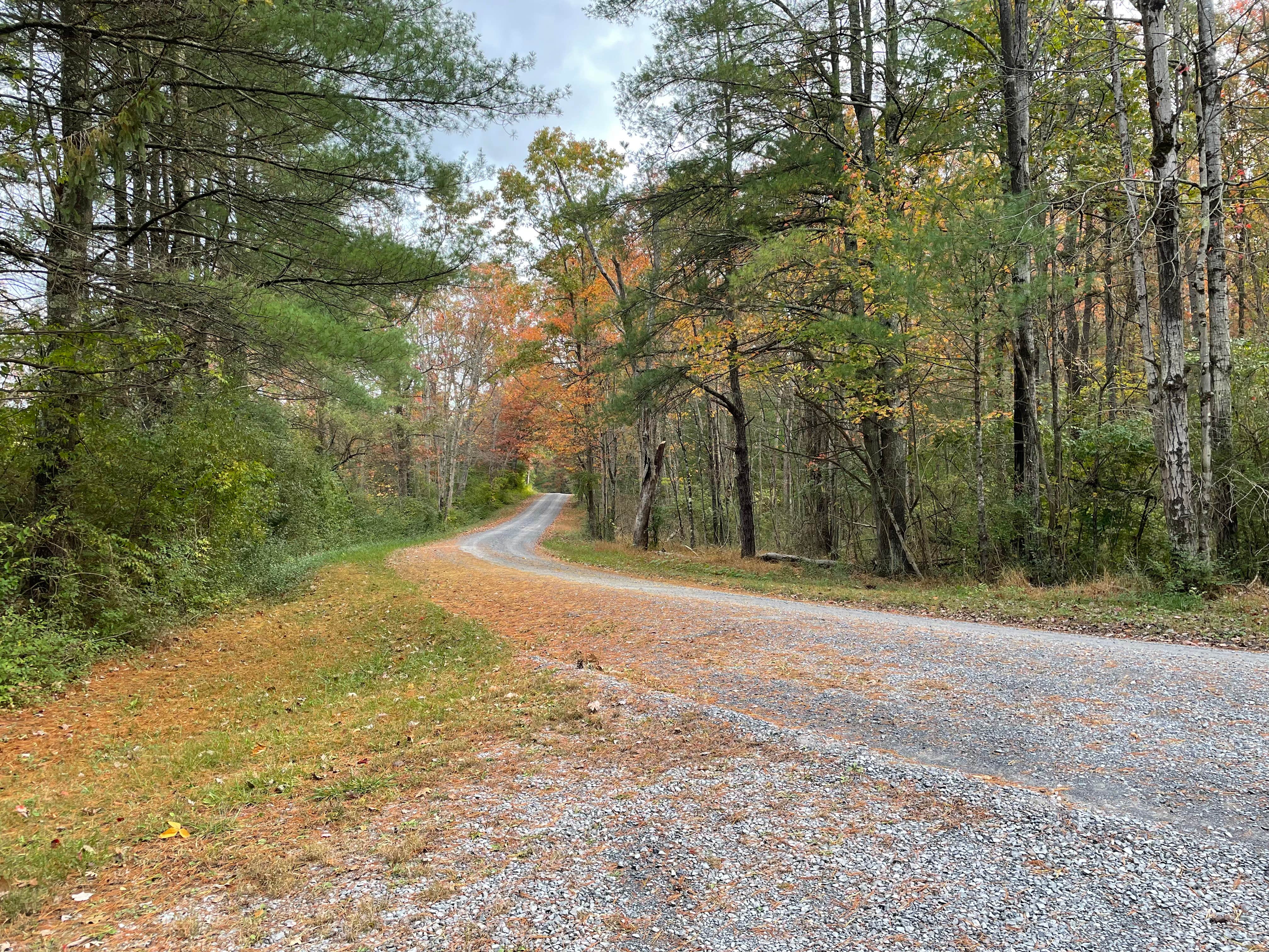 Camper submitted image from Buchanan State Forest - 2