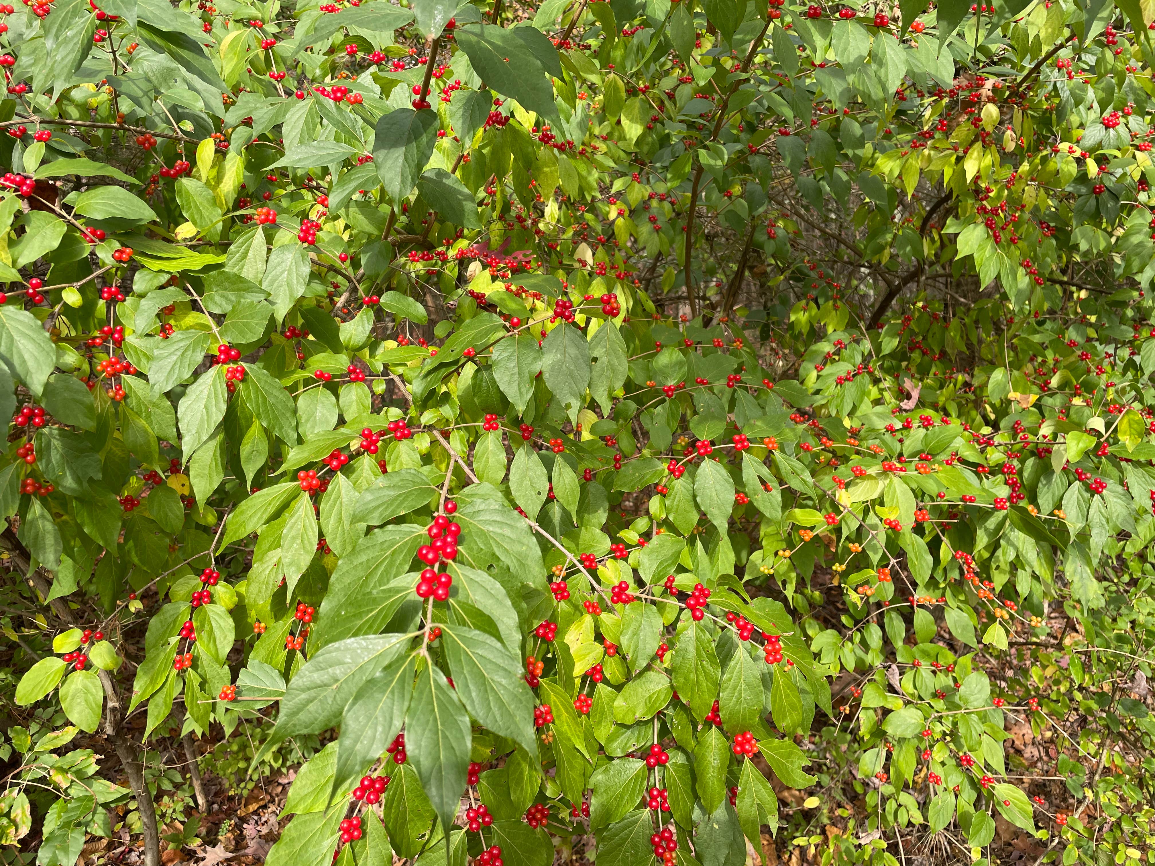 Camper submitted image from Buchanan State Forest - 4