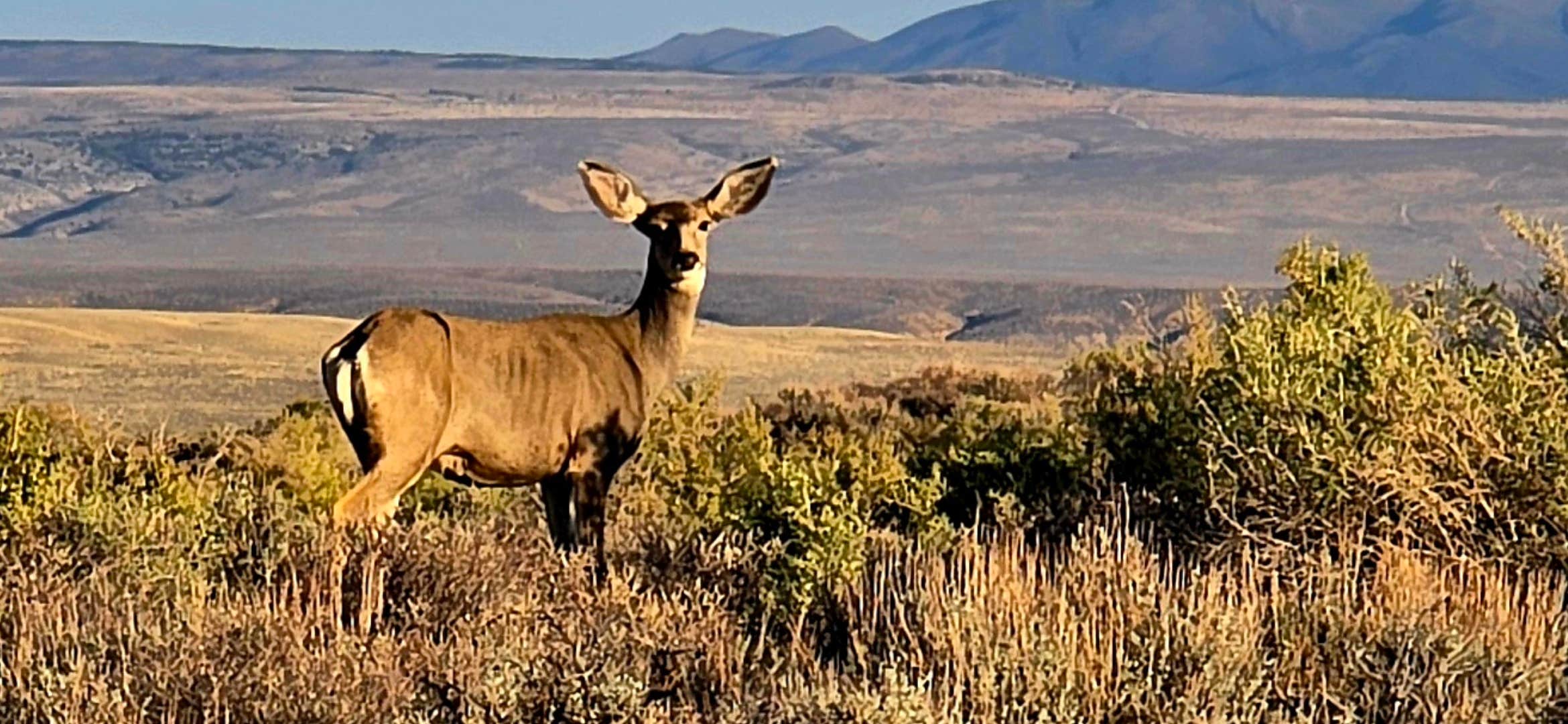 Camper-submitted photo at Buckboard Cove Dispersed Campsite near Rock Springs, WY