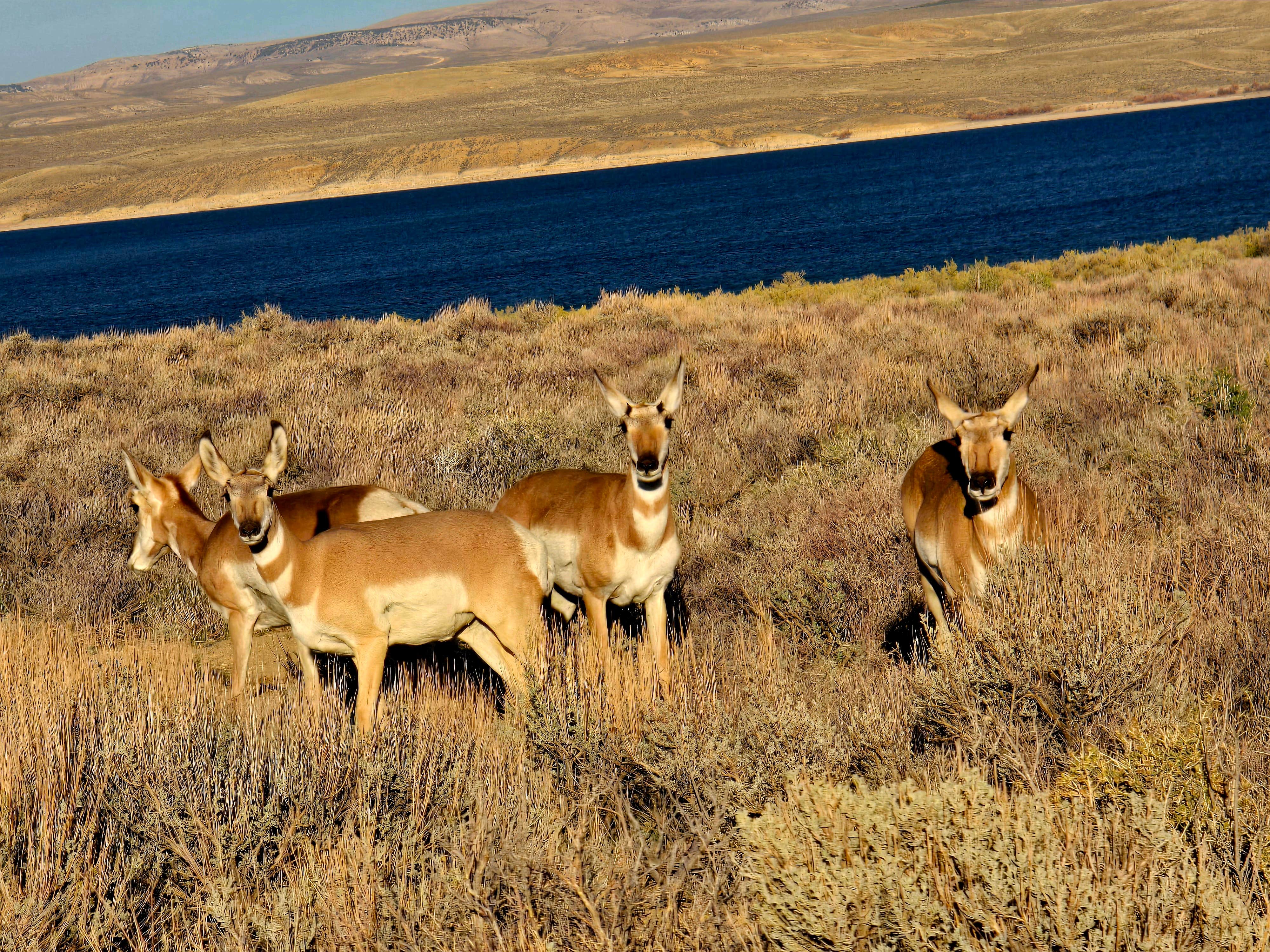 Camper-submitted photo at Buckboard Cove Dispersed Campsite near Rock Springs, WY