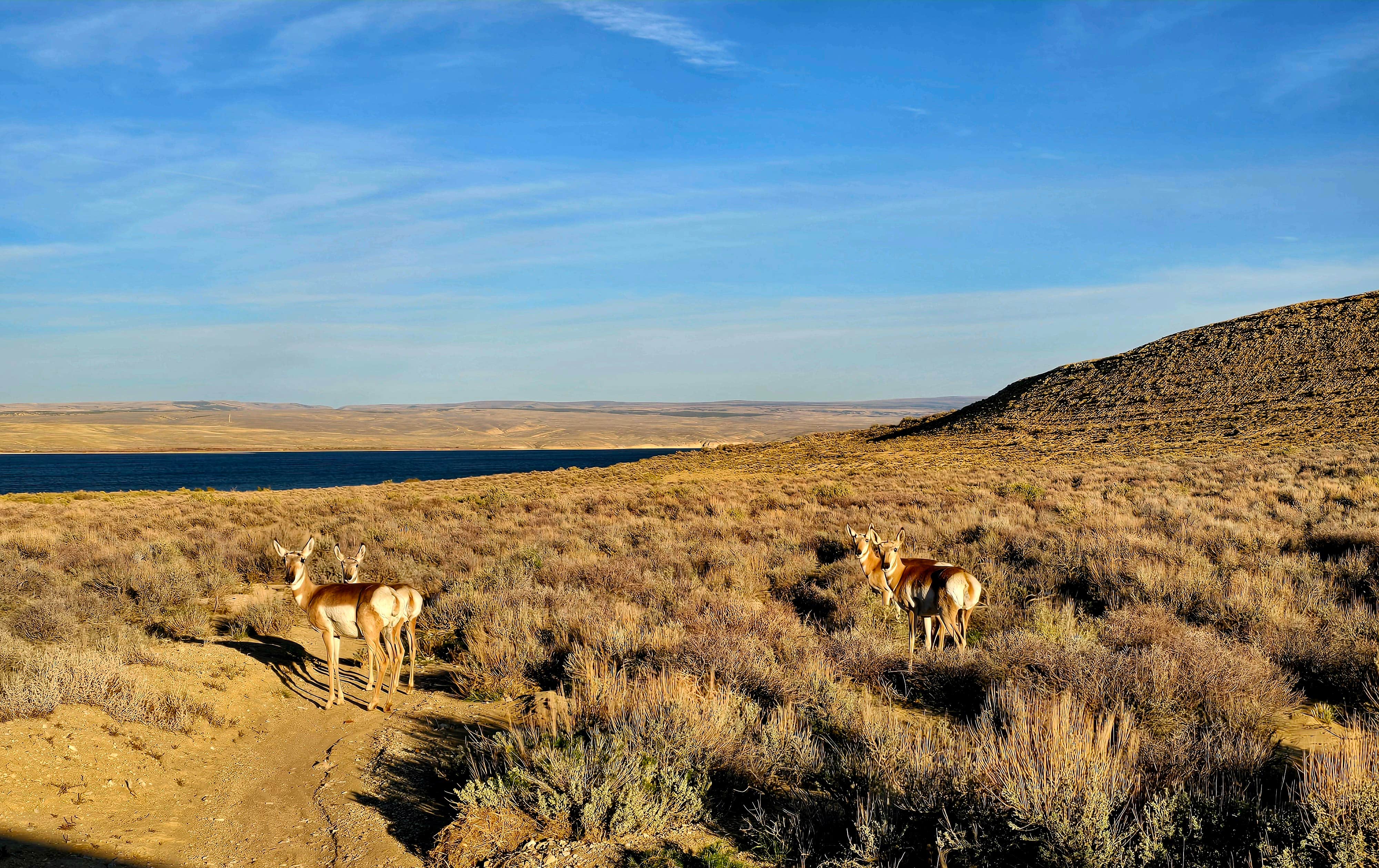 Camper-submitted photo at Buckboard Cove Dispersed Campsite near Rock Springs, WY