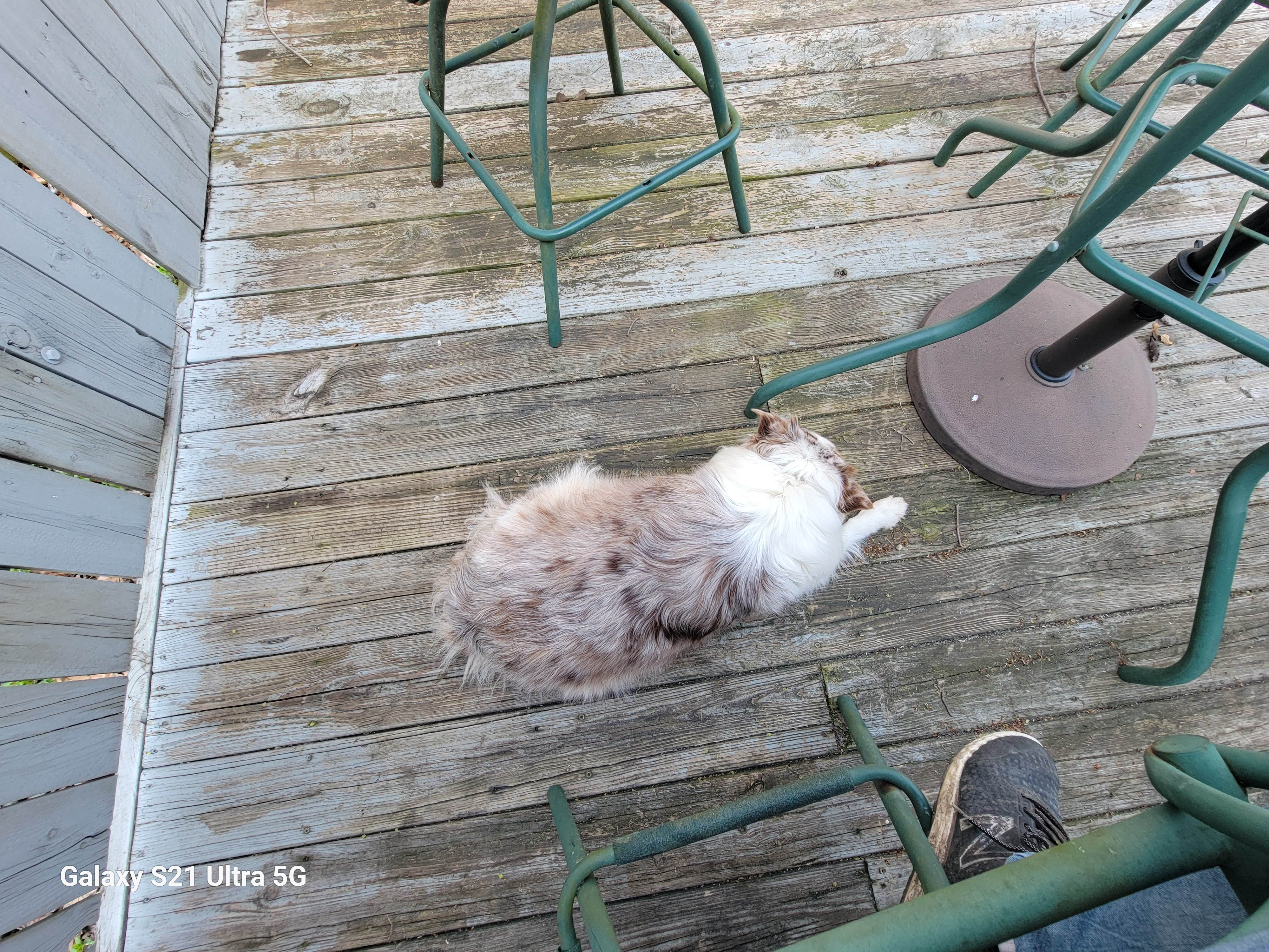 Cody M.'s photo of camping with pets at Buckeye Run Farm near Galloway, OH