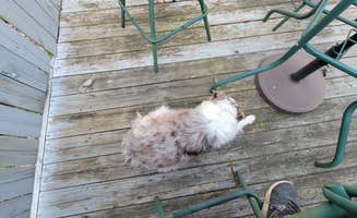 Cody M.'s photo of camping with pets at Buckeye Run Farm near Galena, OH