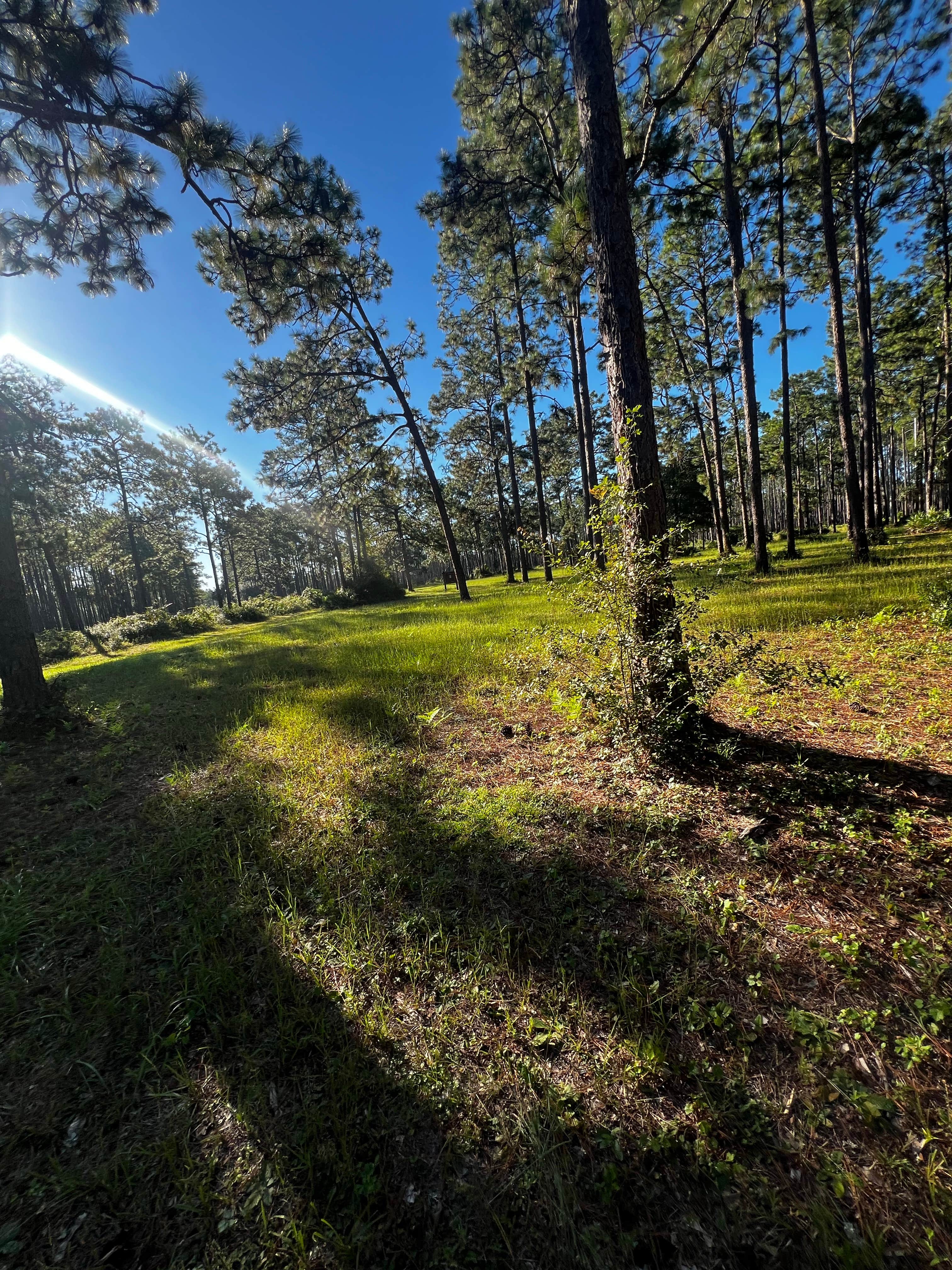 Camper-submitted photo at Buckhorn Hunt Camp near Tallahassee, FL