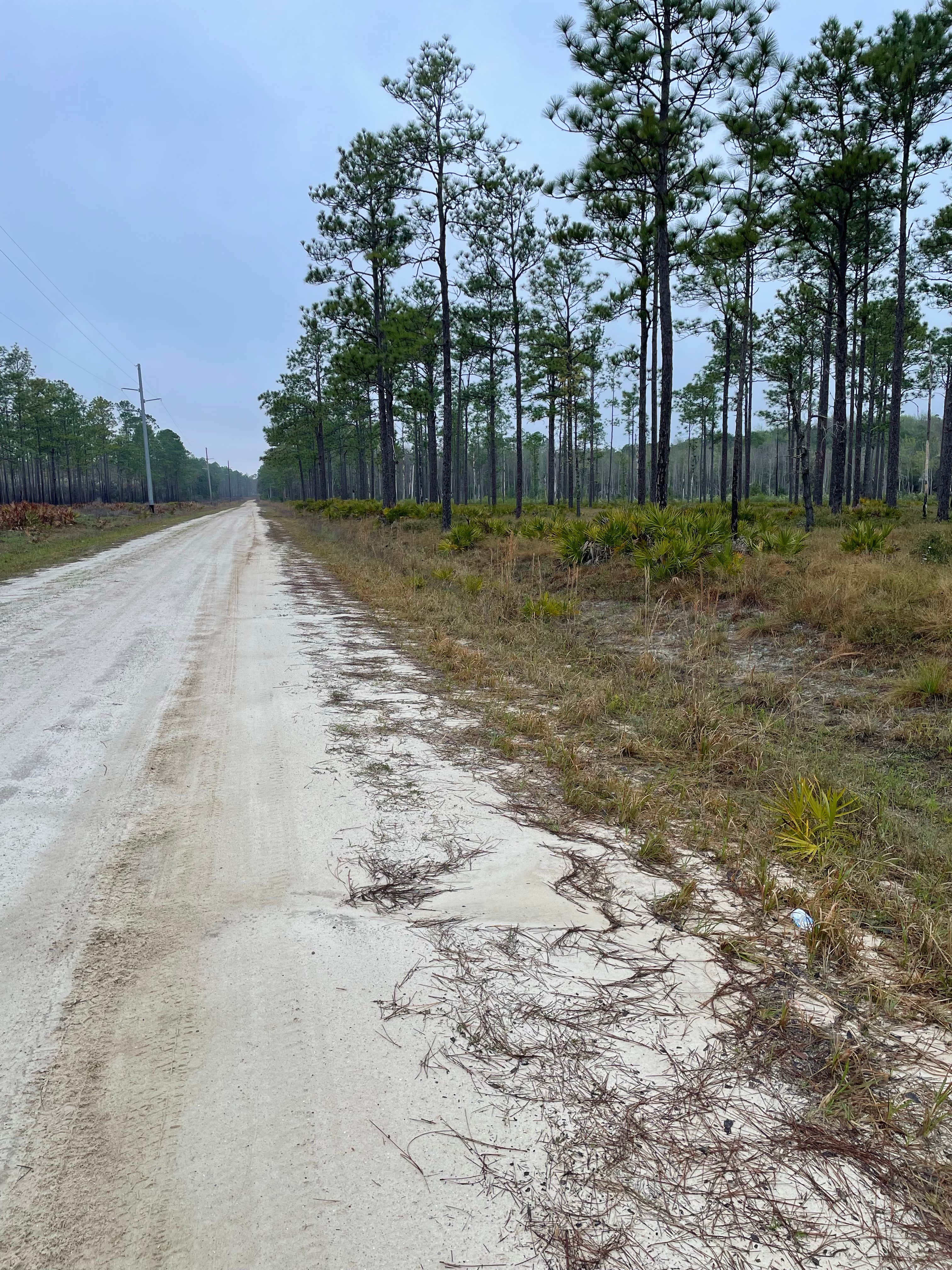 Camper-submitted photo at Buckhorn Hunt Camp near Quincy, FL