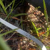 Review photo of Buckhorn Hunt Camp by Jay L., September 26, 2026