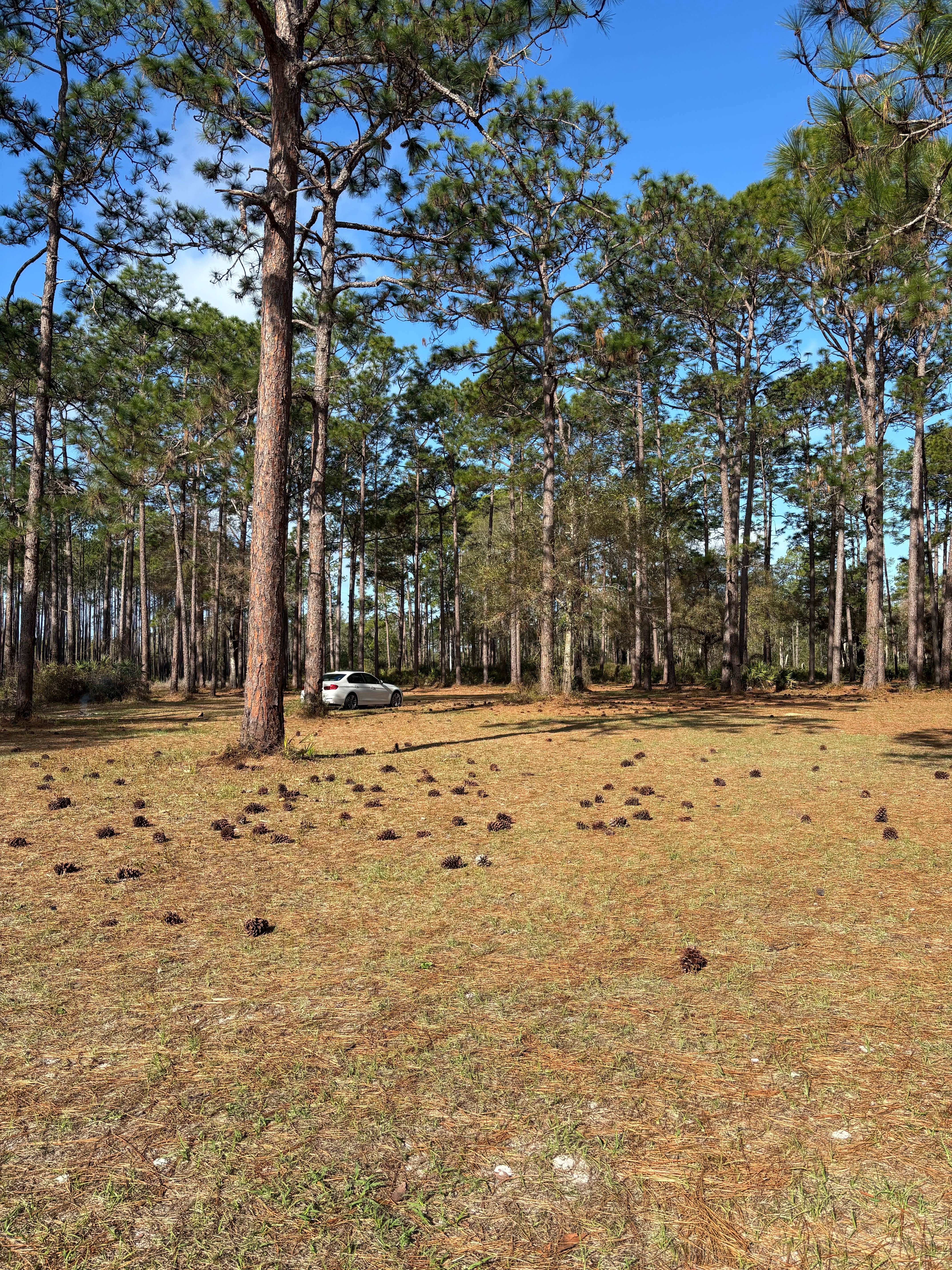 Camper-submitted photo at Buckhorn Hunt Camp near Wacissa, FL