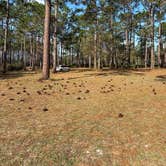 Review photo of Buckhorn Hunt Camp by Addy C., March 5, 2026