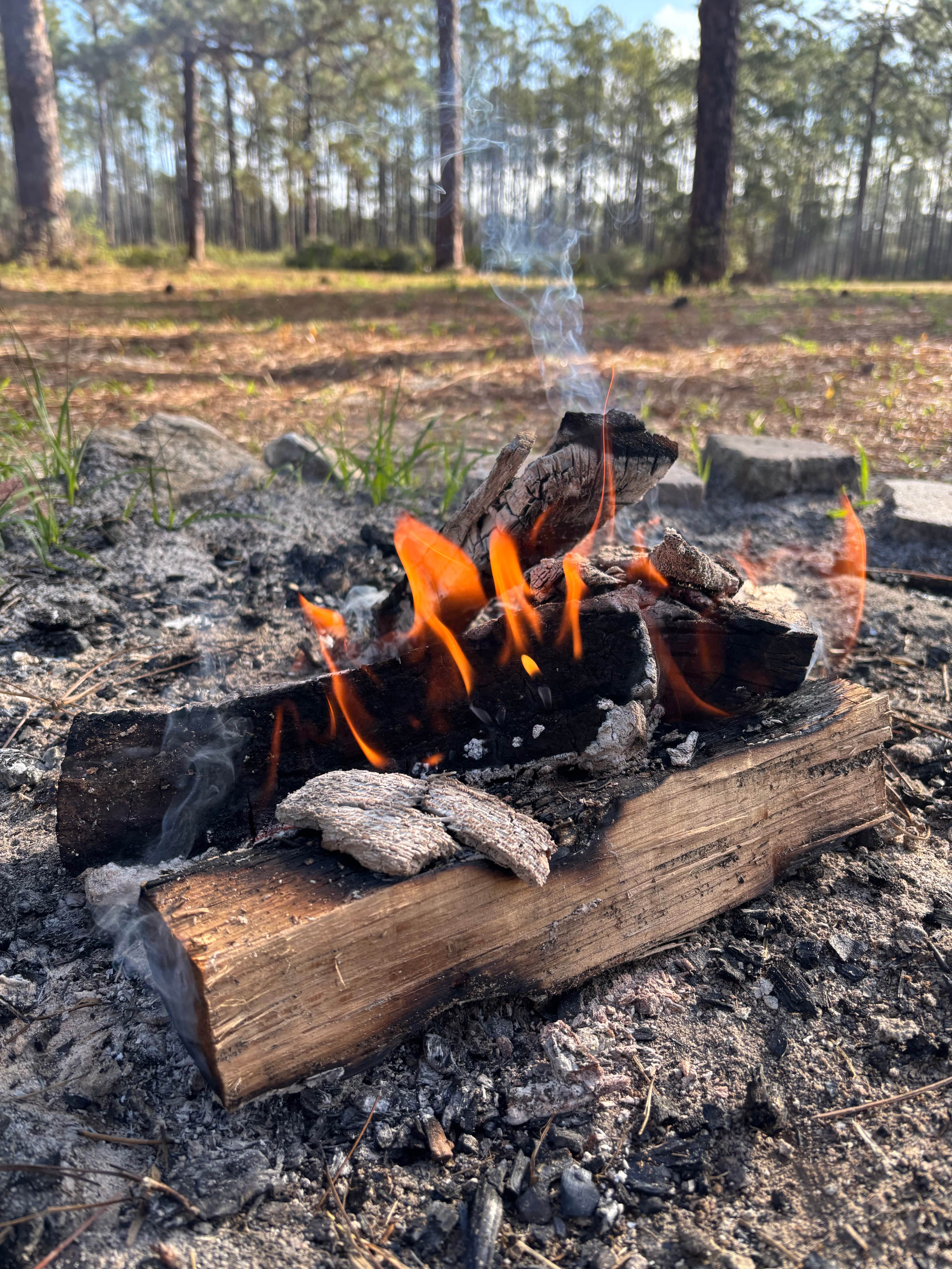 Camper-submitted photo at Buckhorn Hunt Camp near Wacissa, FL