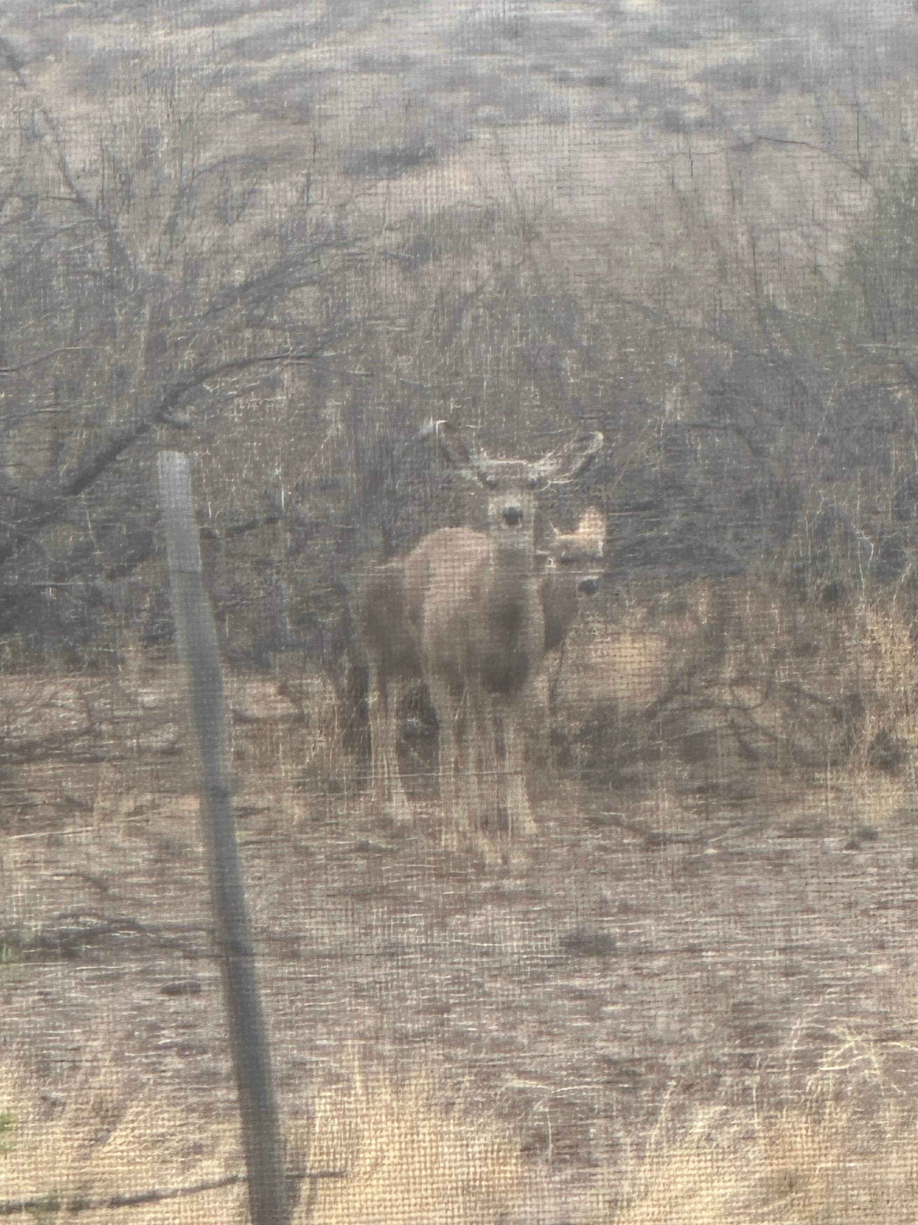 Camper-submitted photo at Buckhorn RV Park near Morenci, AZ