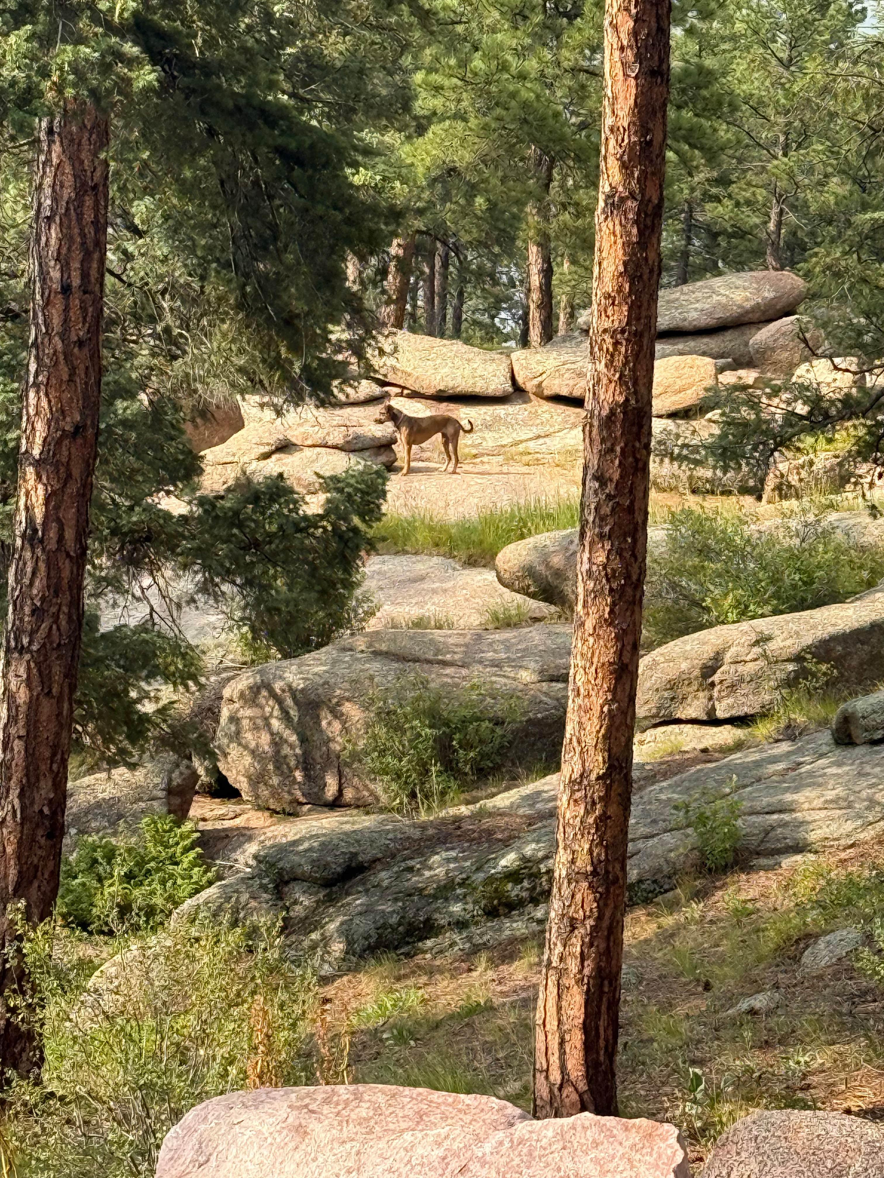 Ken H.'s photo of camping with pets at Buffalo Creek Recreation Area near Littleton, CO