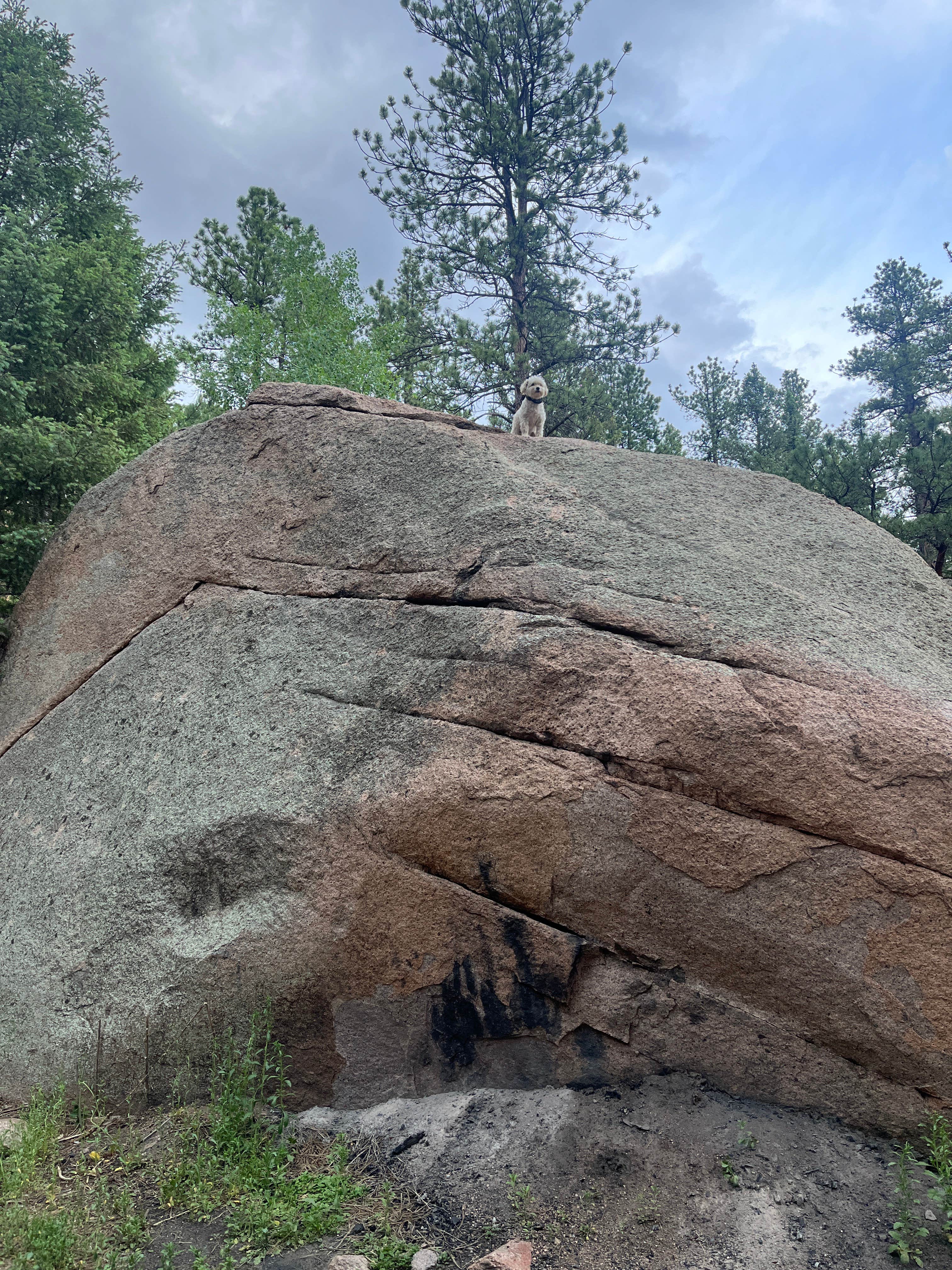 Keiko F.'s photo of camping with pets at Buffalo Creek Recreation Area near Littleton, CO