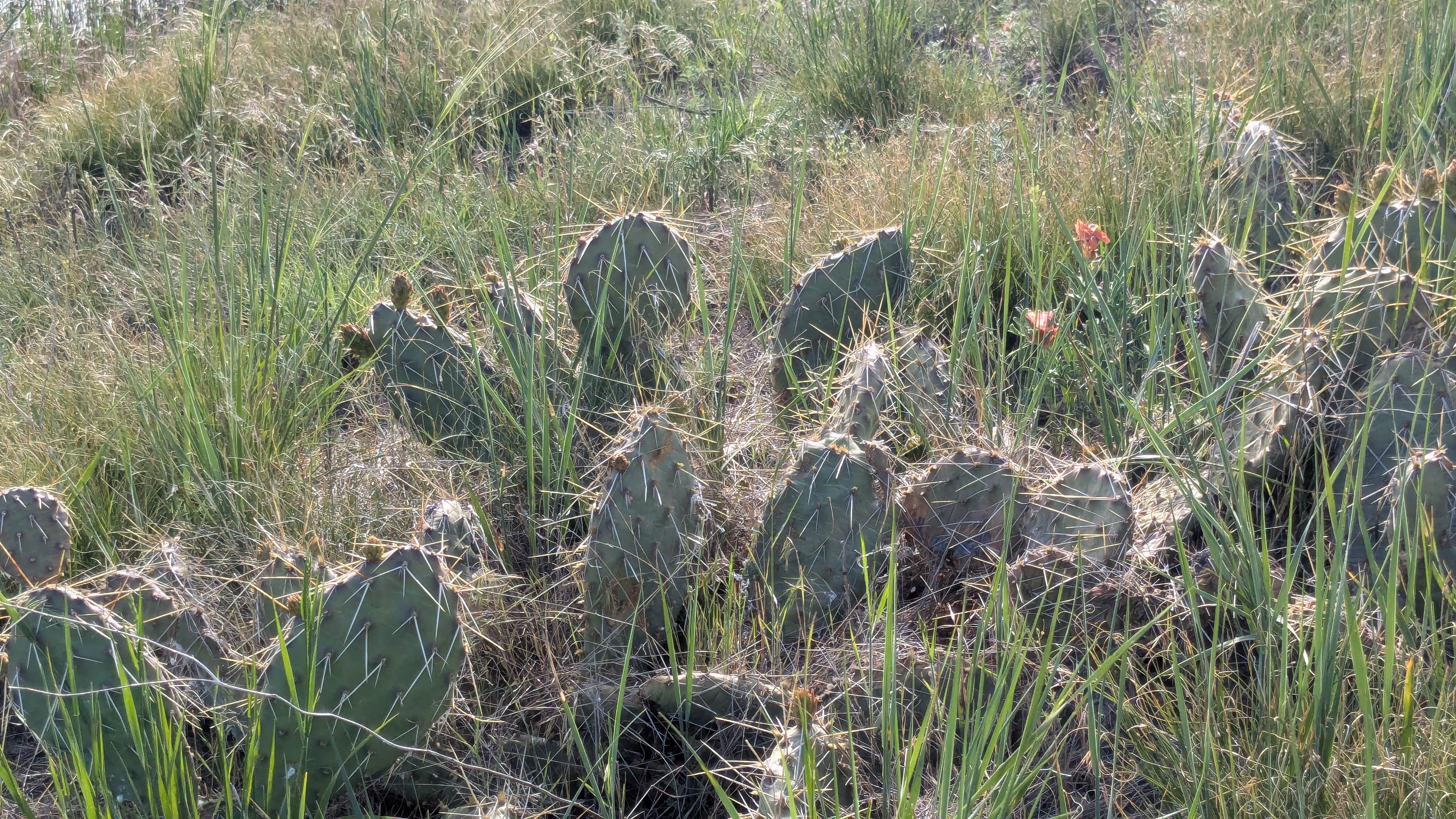 Camper submitted image from Buffalo Gap National Grasslands - 1