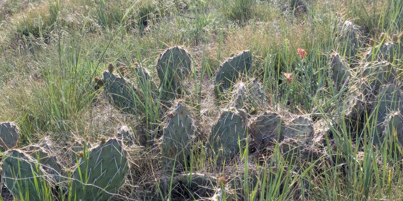 Camper submitted image from Buffalo Gap National Grasslands