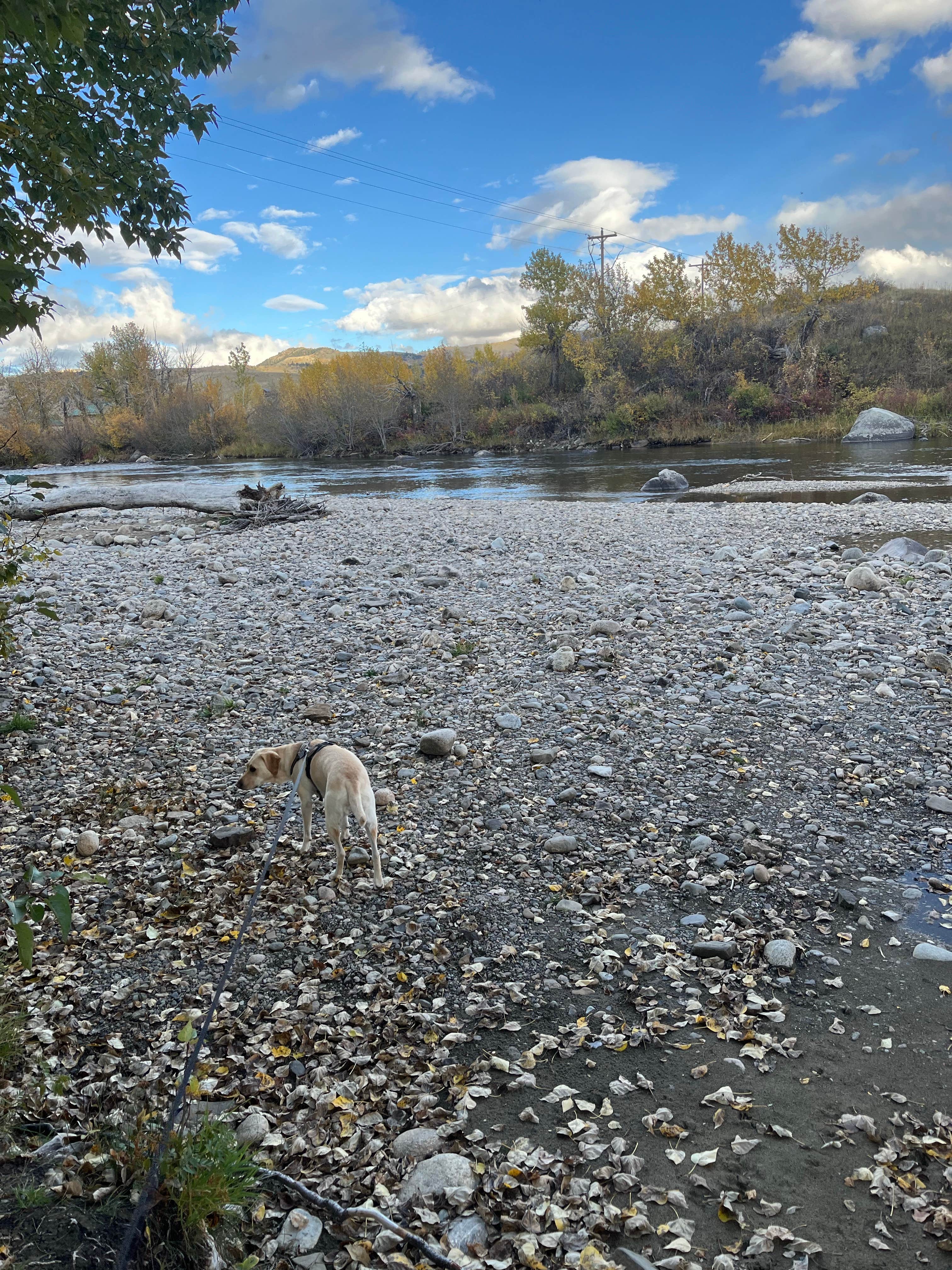 Mike M.'s photo of camping with pets at Buffalo Jump Camp near Greycliff, MT
