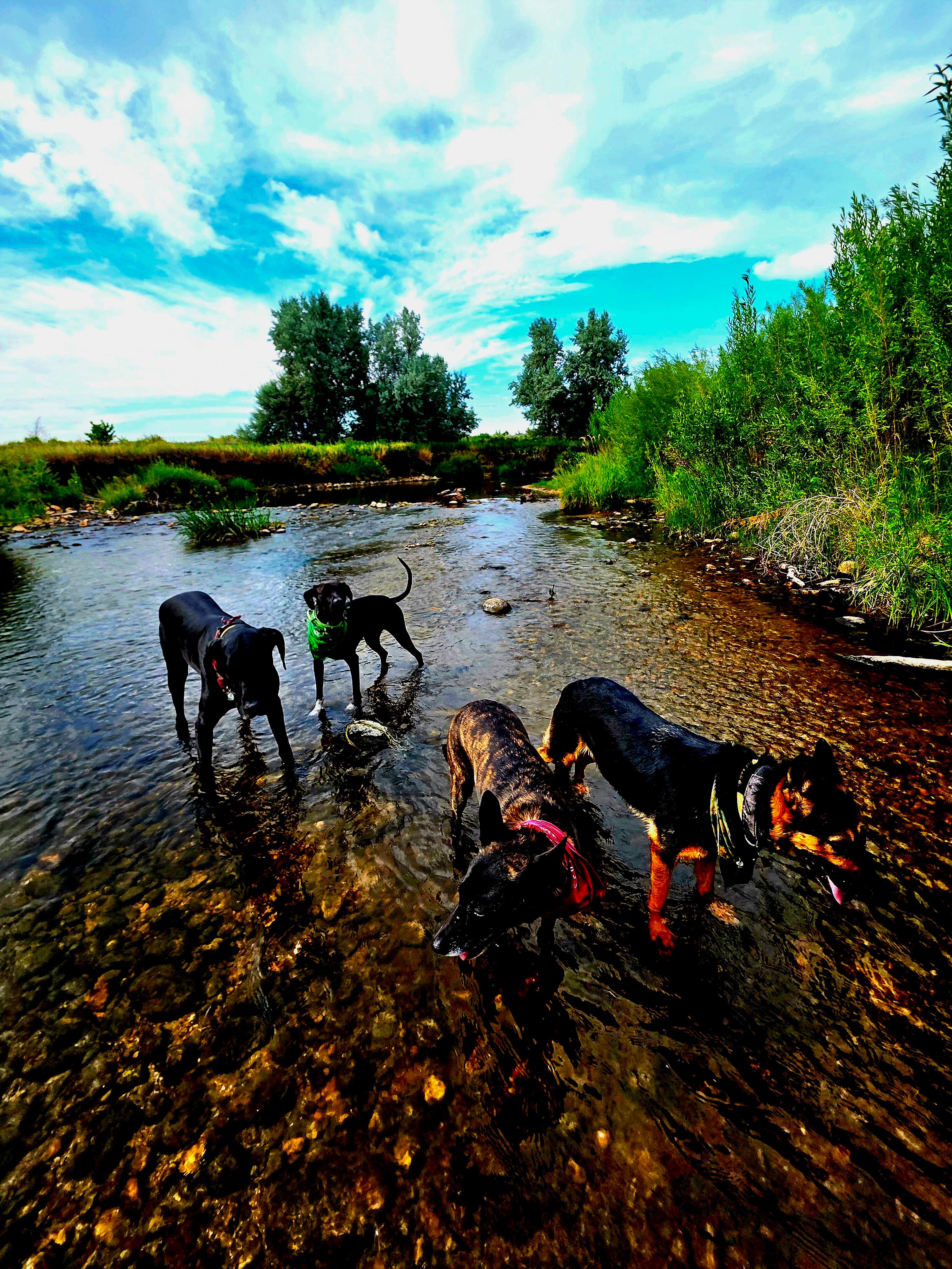 Camper-submitted photo at Buffalo KOA near Bighorn Canyon National Recreation Area