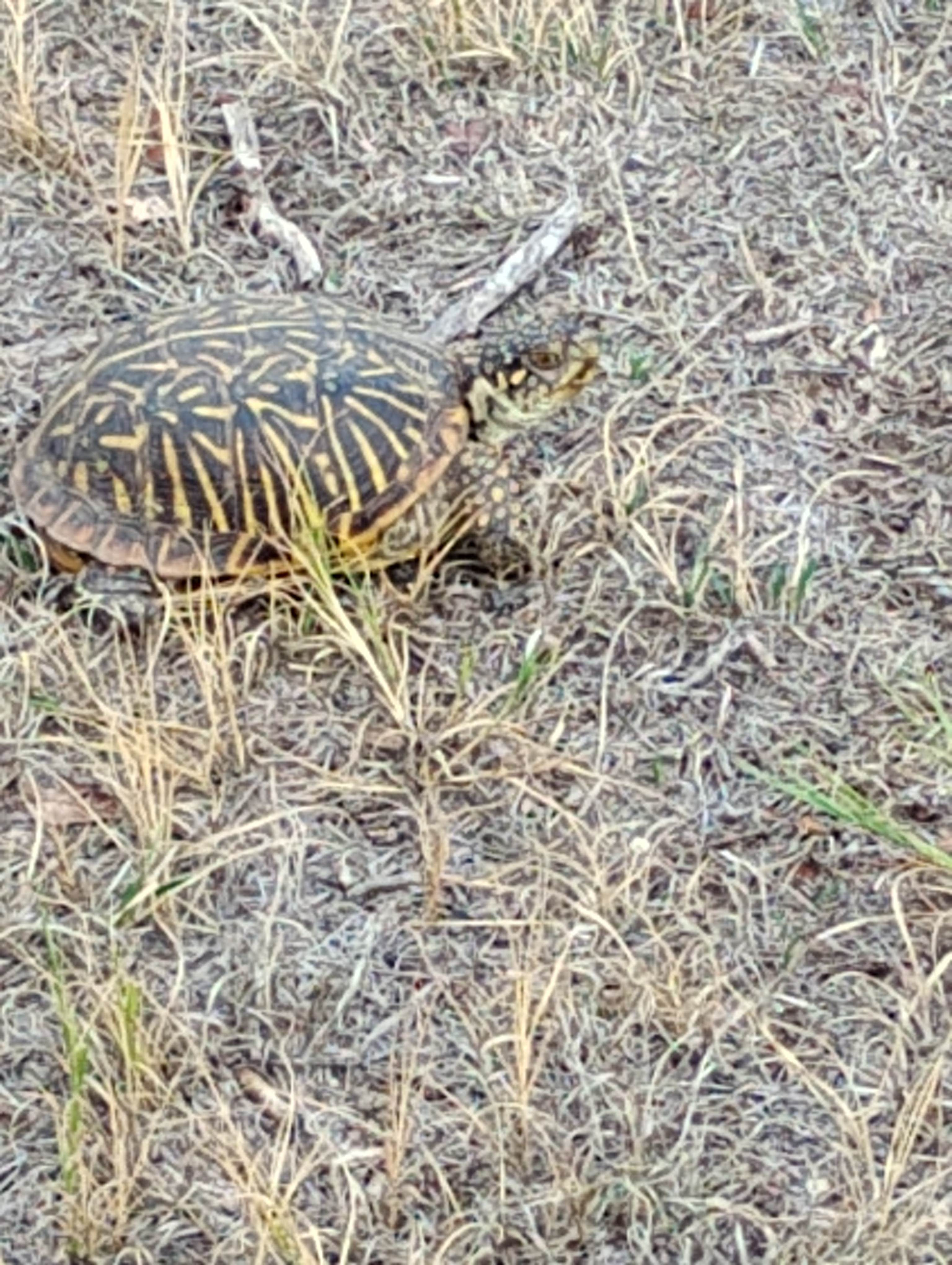 Camper-submitted photo at Buffalo Lake National Wildlife Refuge near Canyon, TX