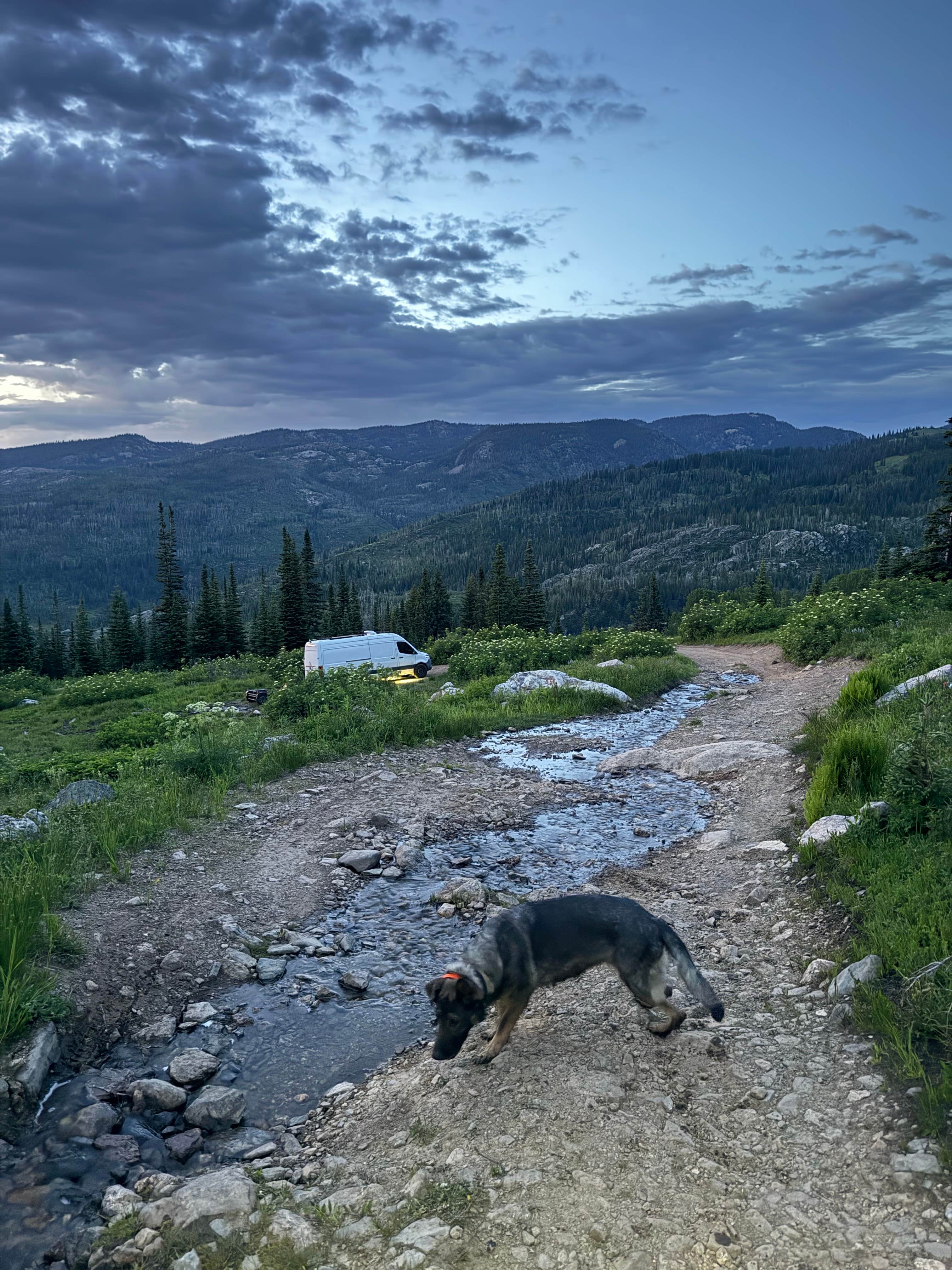 Bradley B.'s photo of camping with pets at Buffalo Pass Dispersed near Medicine Bow-Routt National Forests and Thunder Basin National Grassland