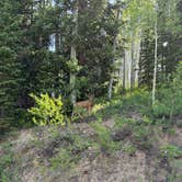 Review photo of Buffalo Pass Dispersed by Nora S., July 1, 2025