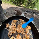 Review photo of Buffalo Pass Dispersed by Nora S., July 1, 2025