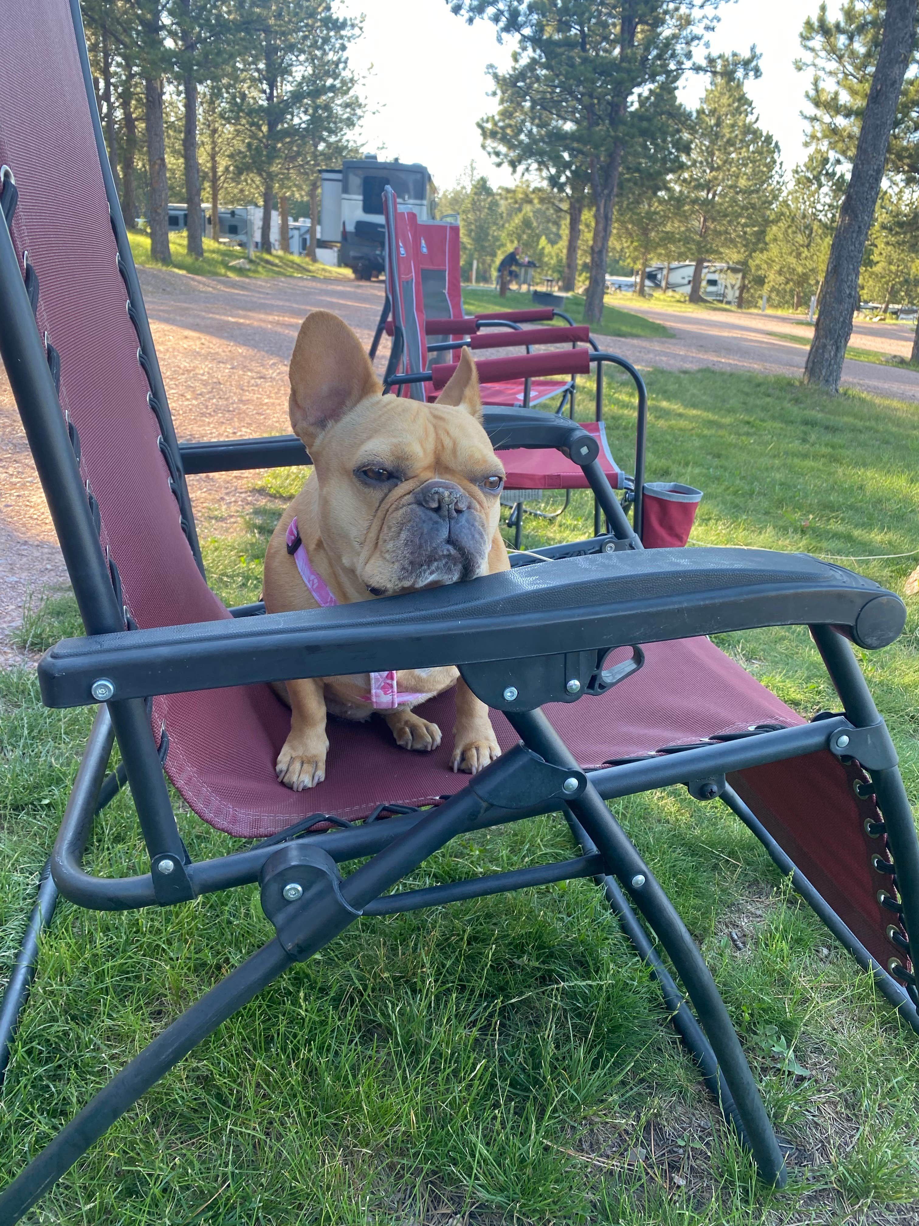 Brenda B.'s photo of camping with pets at Buffalo Ridge Camp Resort near Custer, SD