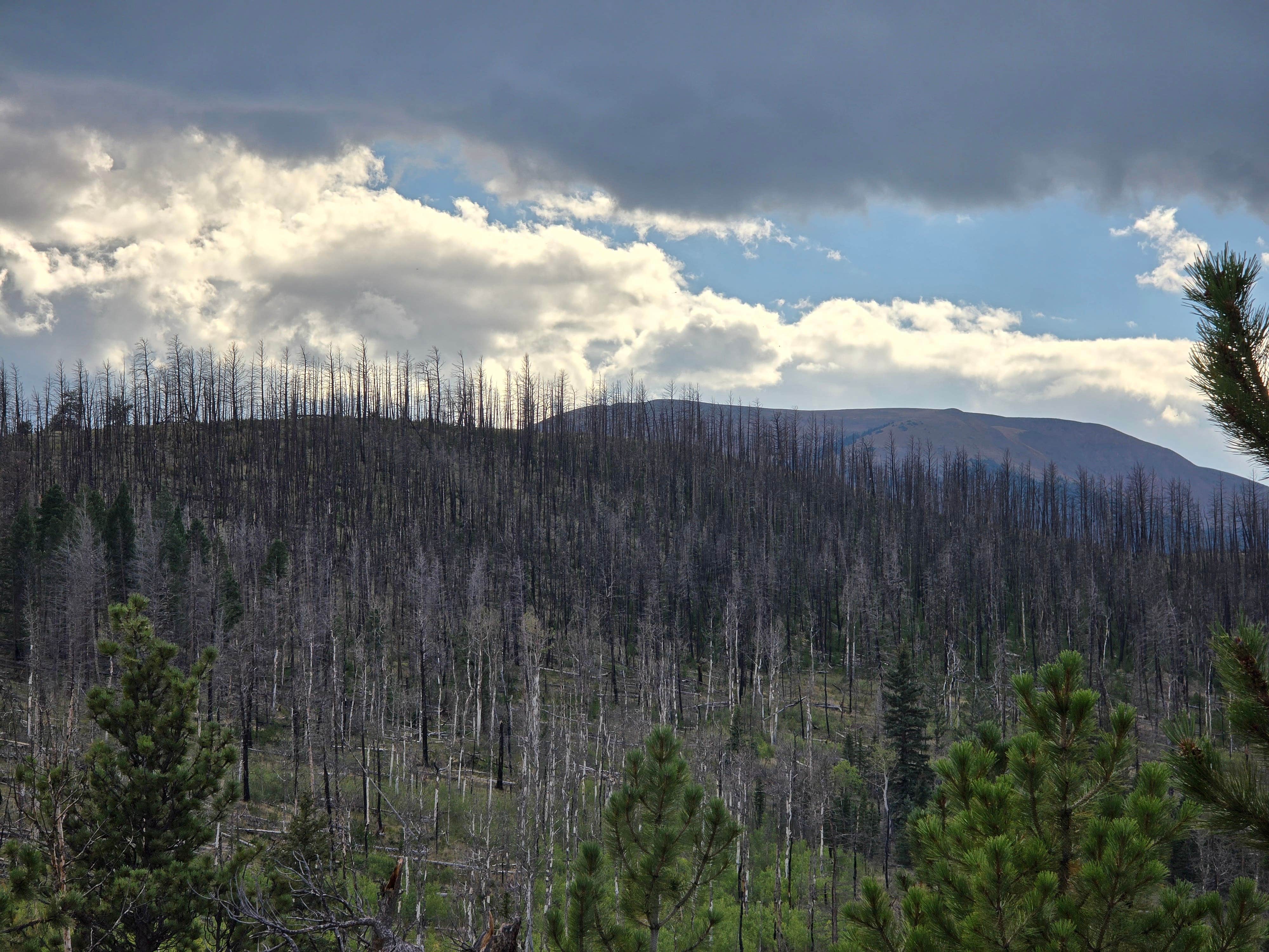 Camper submitted image from Buffalo Springs Dispersed - 1
