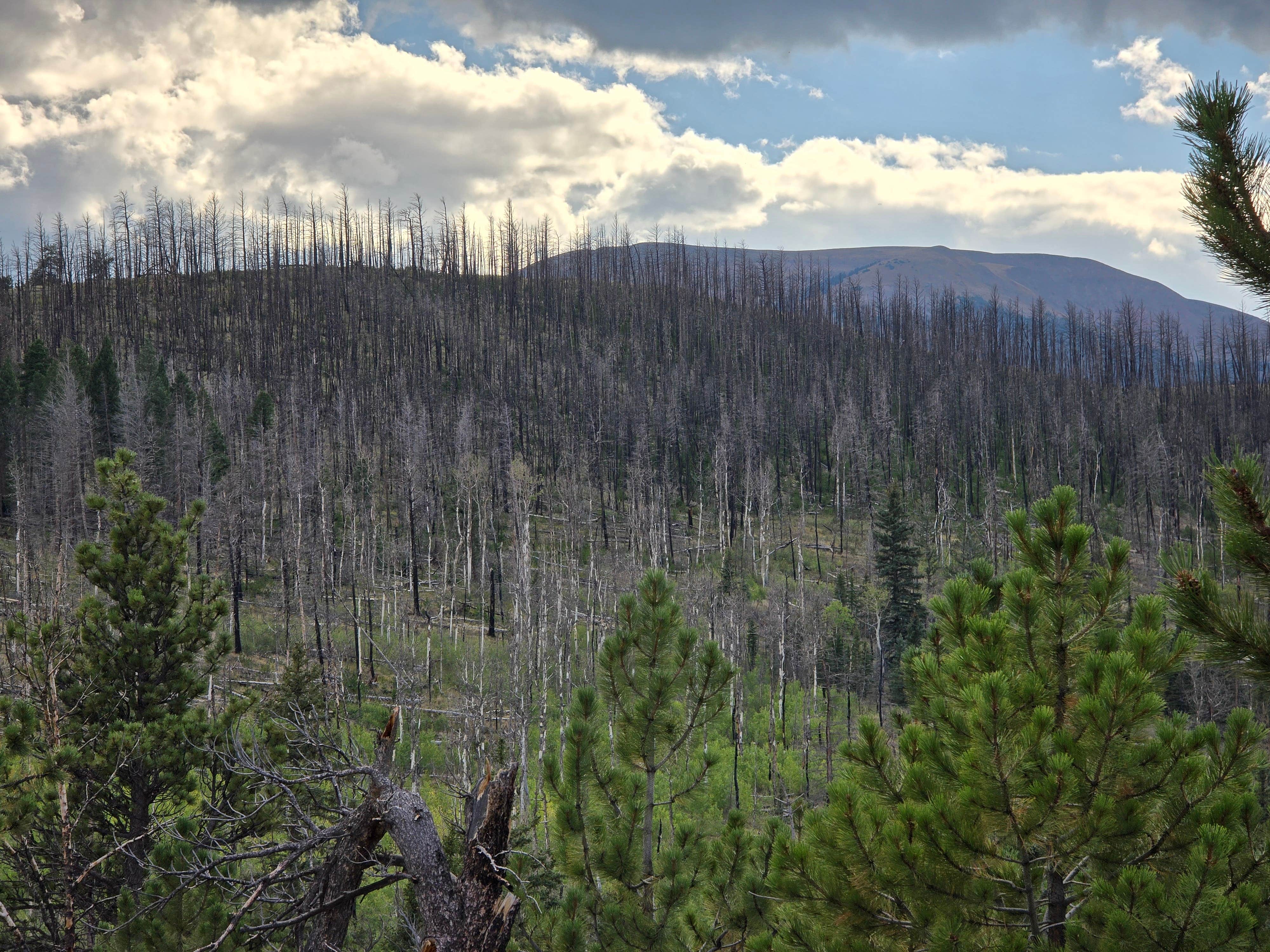 Camper-submitted photo at Buffalo Springs Dispersed near Hartsel, CO