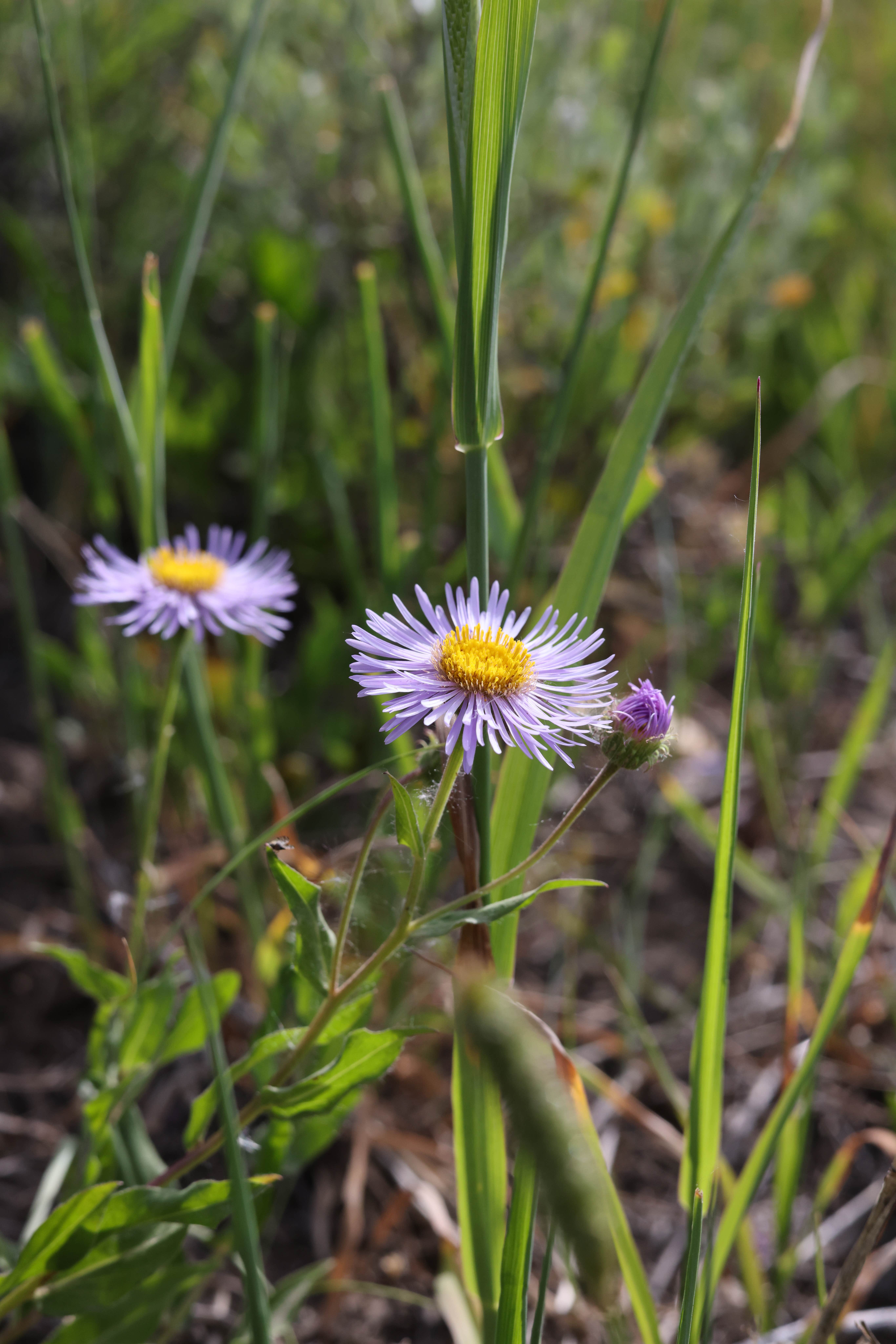 Camper-submitted photo at Buffalo Valley Campsites 4-7 near Moran, WY