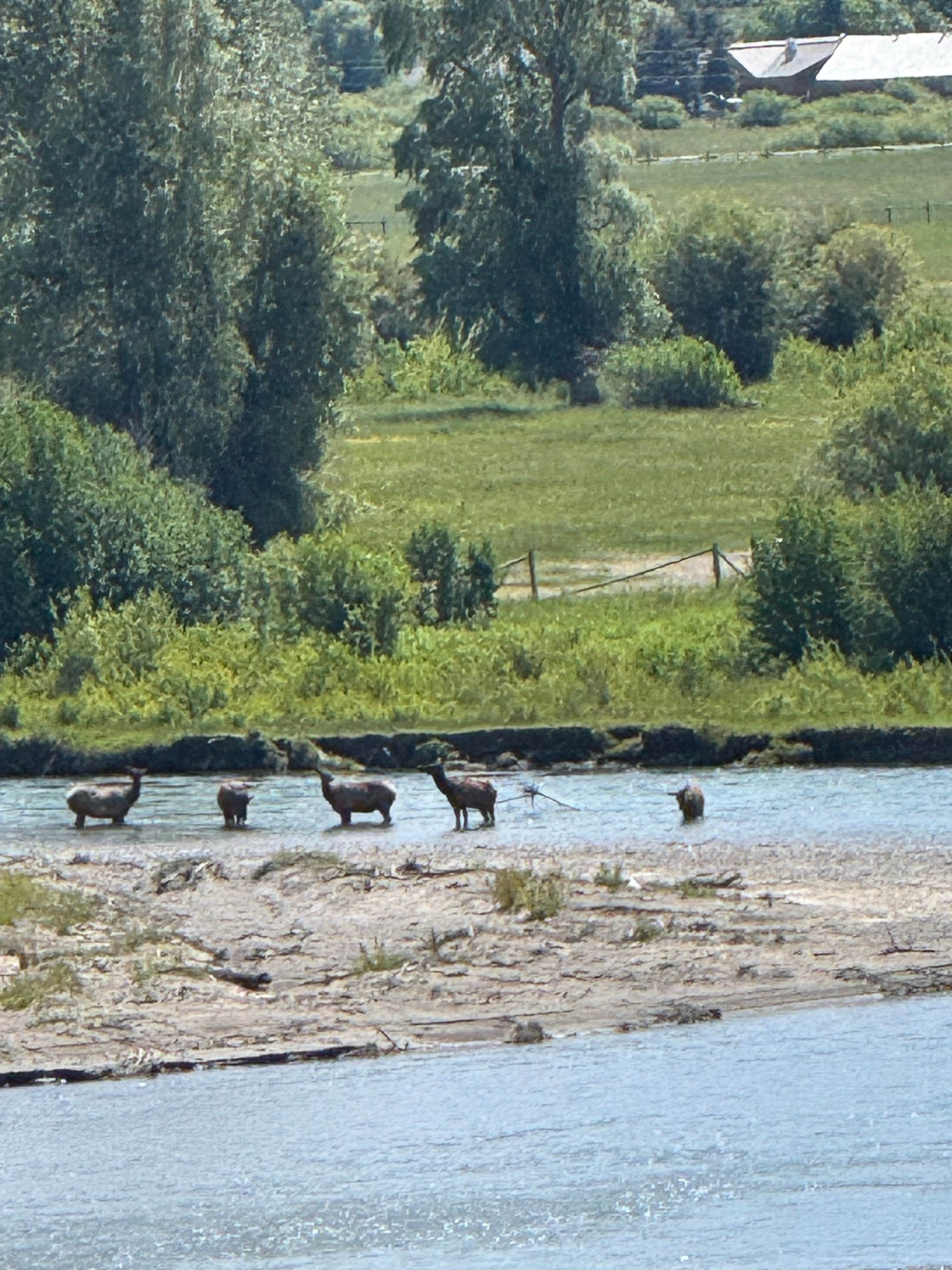 Animals