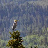 Review photo of Buffalo Valley Campsites 4-7 by Chenoa B., July 14, 2025