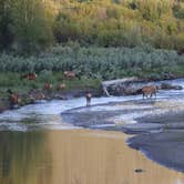 Review photo of Buffalo Valley Campsites 4-7 by Chenoa B., July 14, 2025