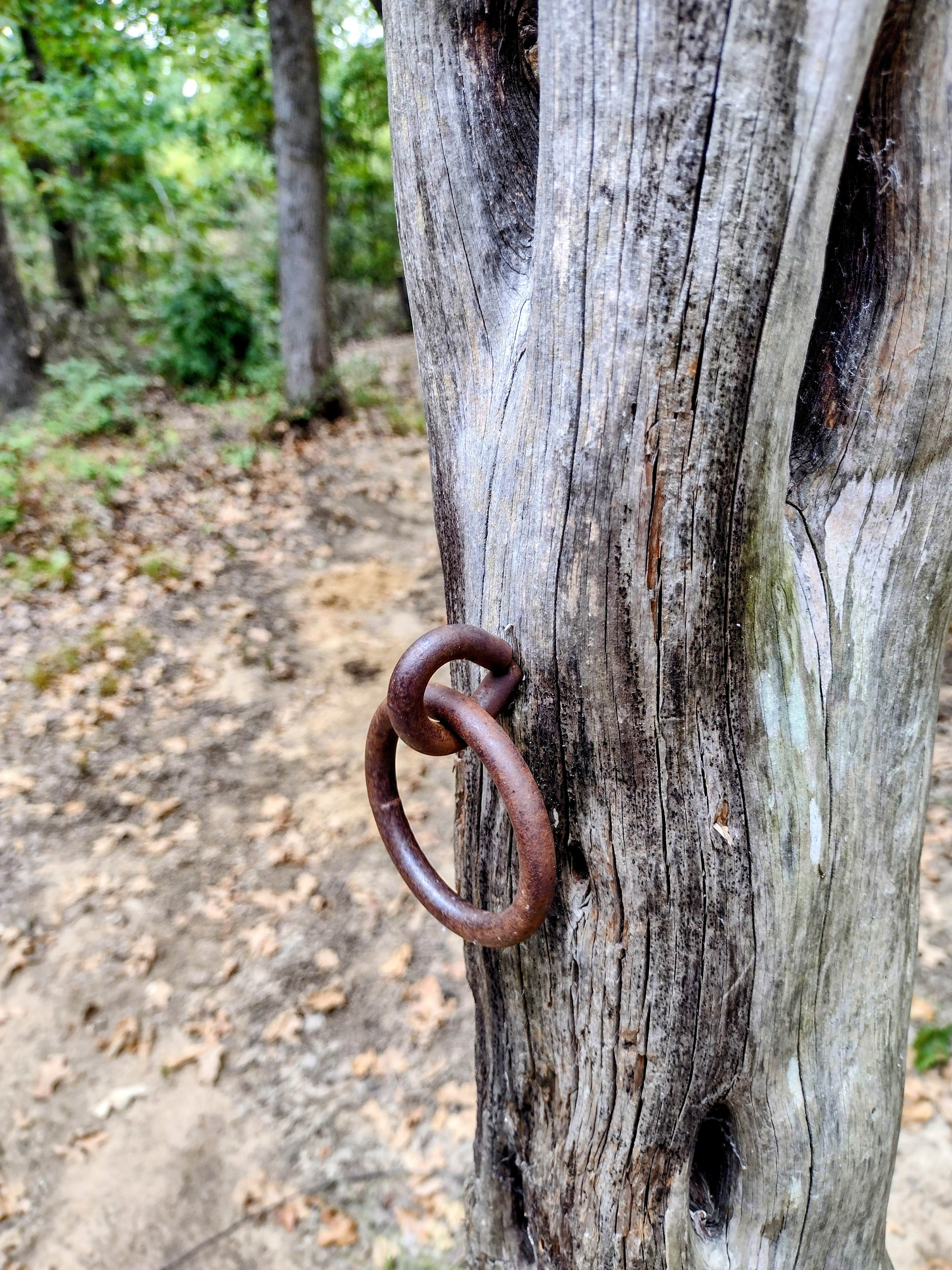 Camper-submitted photo at Buggy Whip Equestrian Campground — Cooper Lake State Park South Sulphur Unit near Commerce, TX