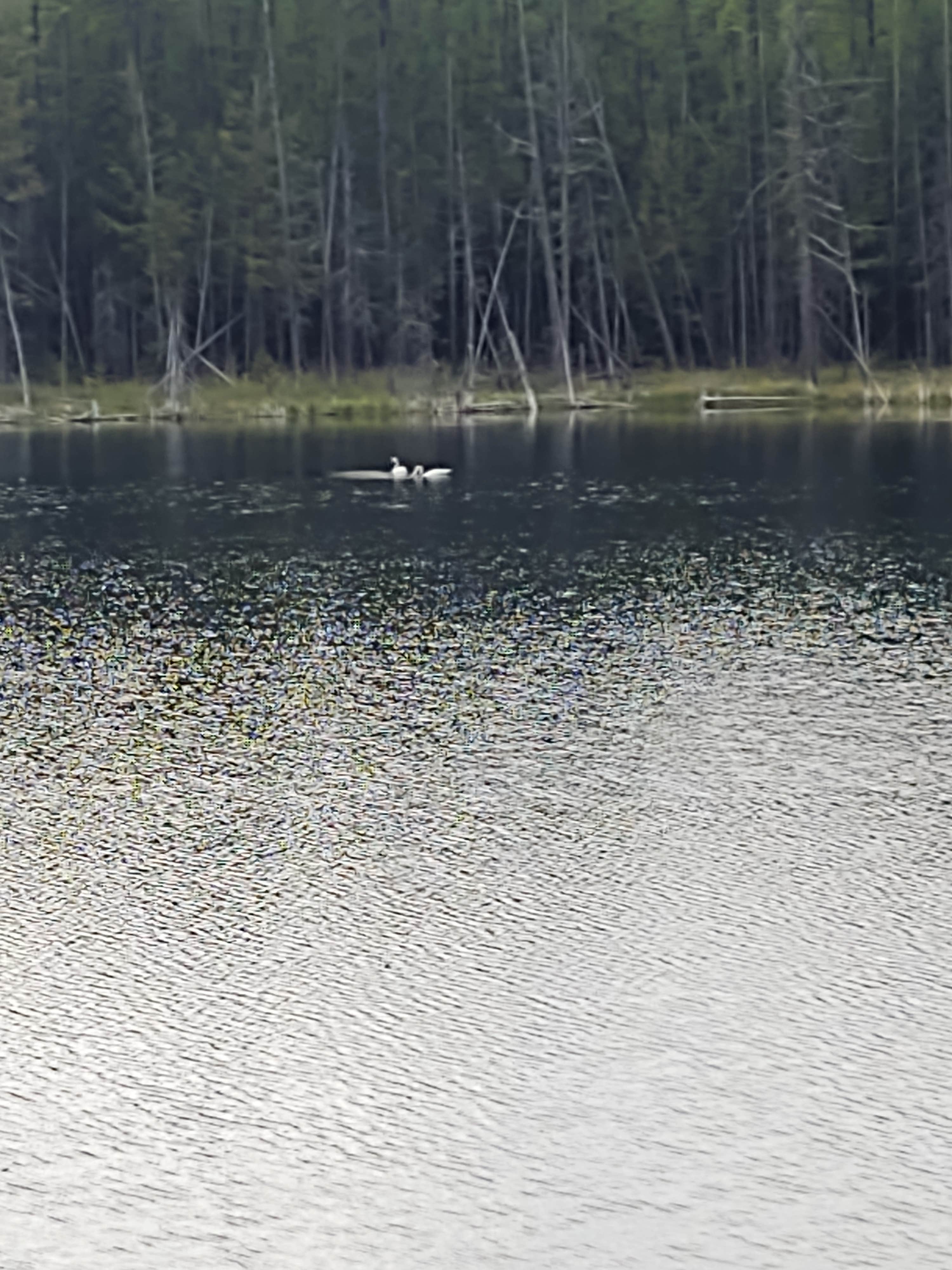 Camper-submitted photo at Bull Lake near Fortine, MT