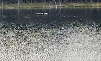 Emmett S.'s photo of a dispersed camping area at Bull Lake near Eureka, MT