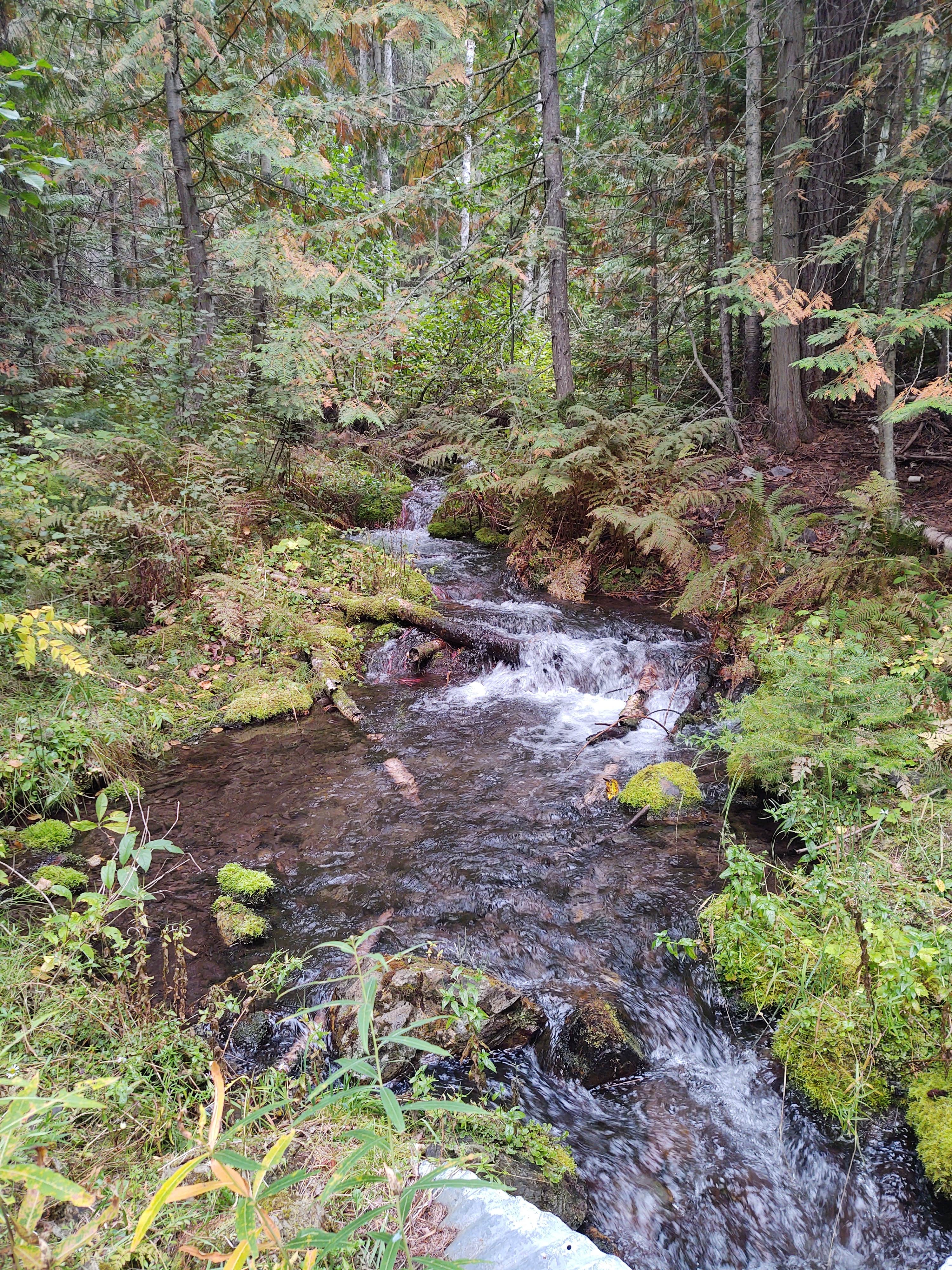 Camper-submitted photo at Bull Lake near Fortine, MT