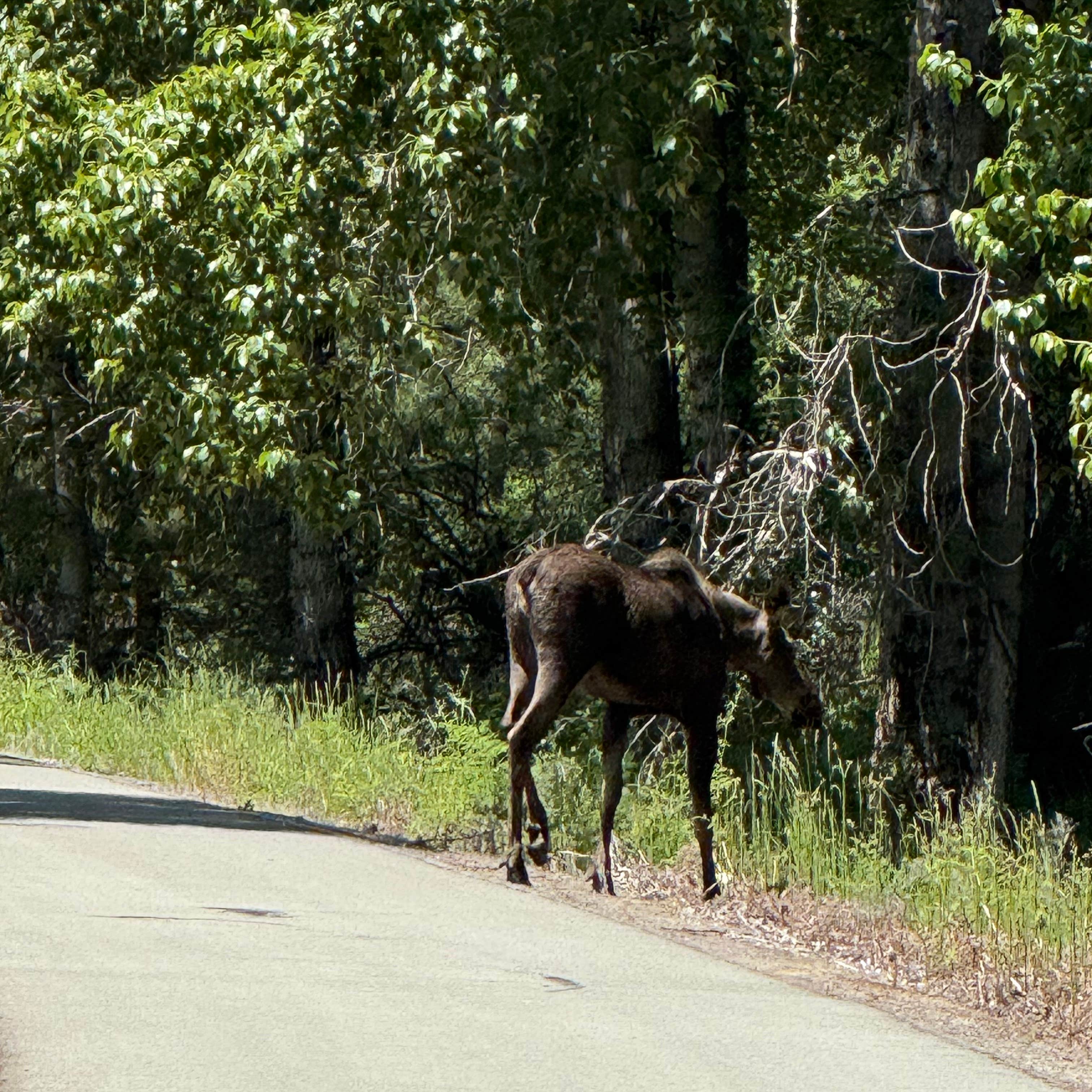 Bull Run Access Dispersed