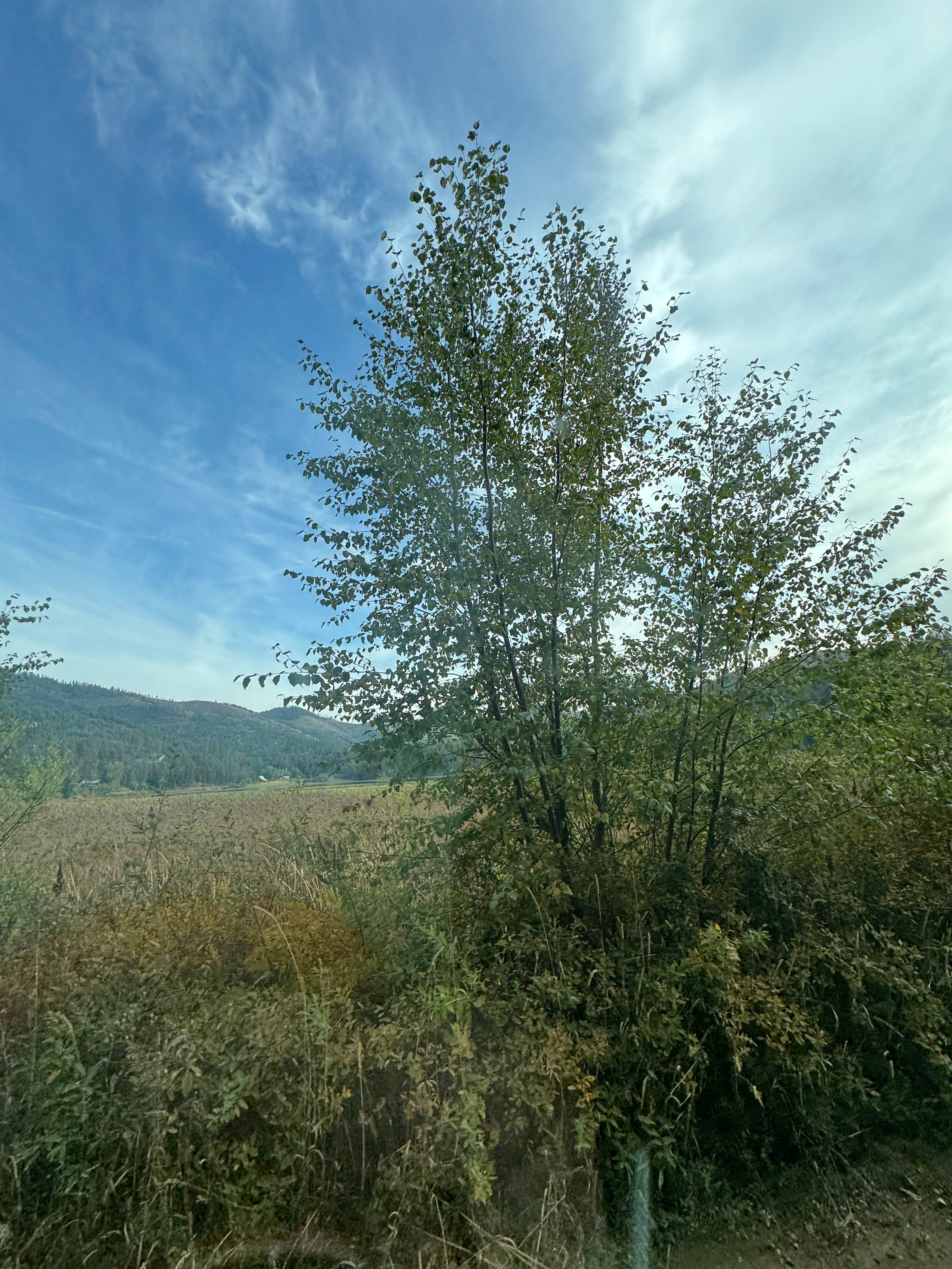 Camper-submitted photo at Bull Run Access Dispersed near Coeur d'Alene, ID