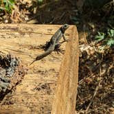 Review photo of Burma Pond BLM by Casey B., August 19, 2024