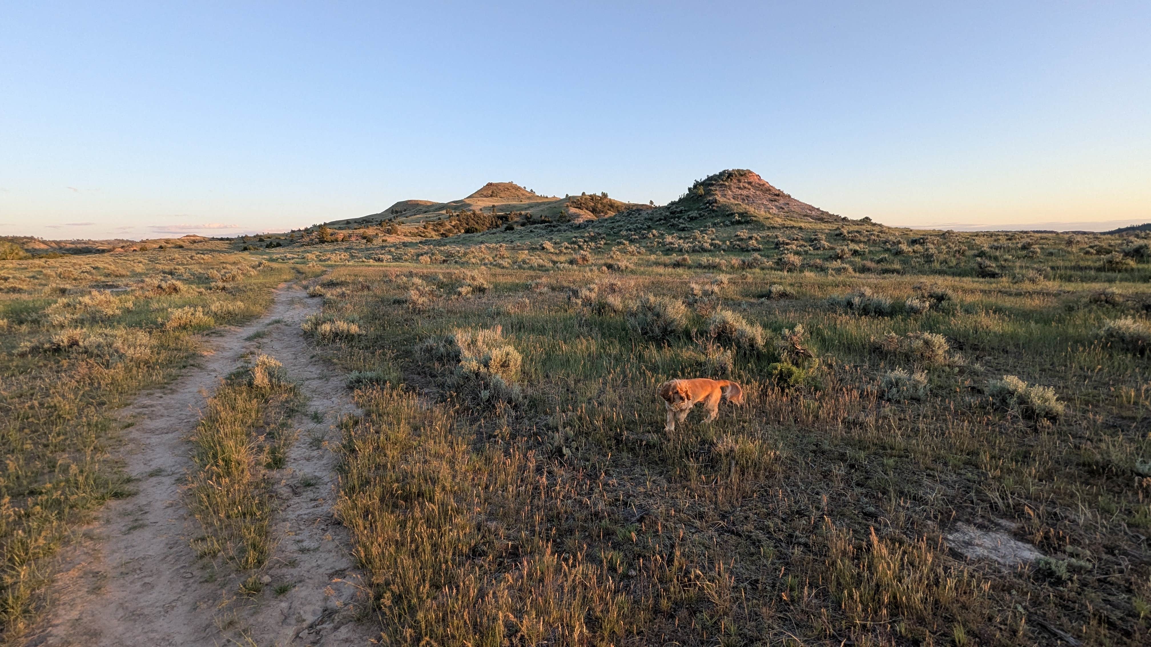 David M.'s photo of camping with pets at Burnt Hollow near Devils Tower National Monument