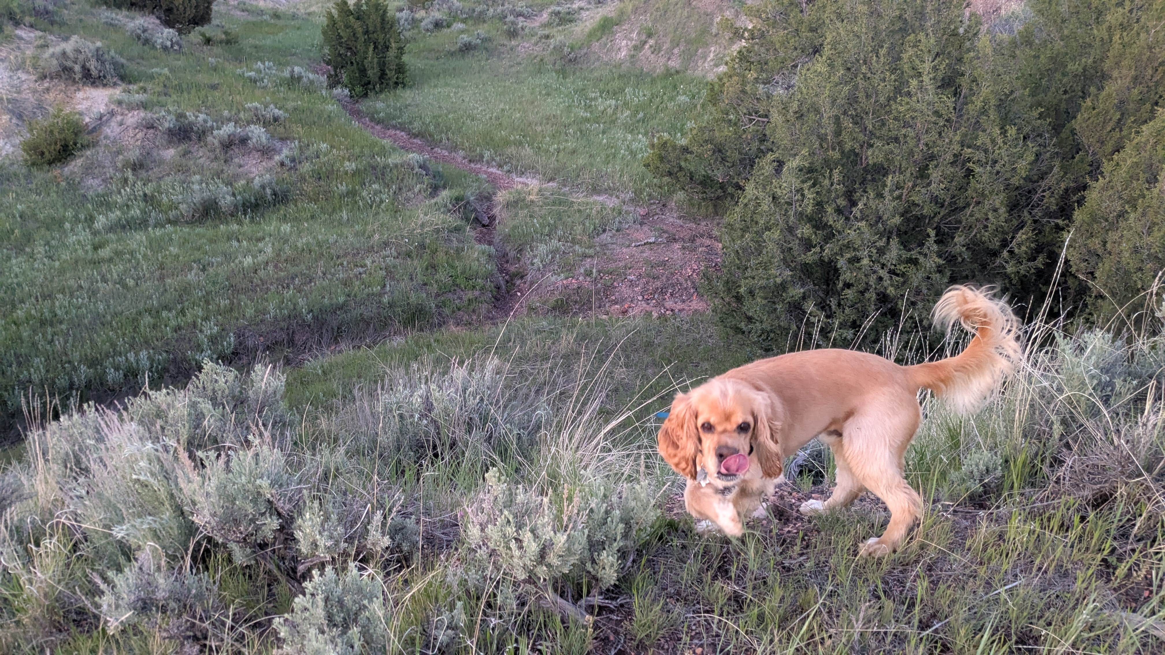 David M.'s photo of camping with pets at Burnt Hollow near Gillette, WY
