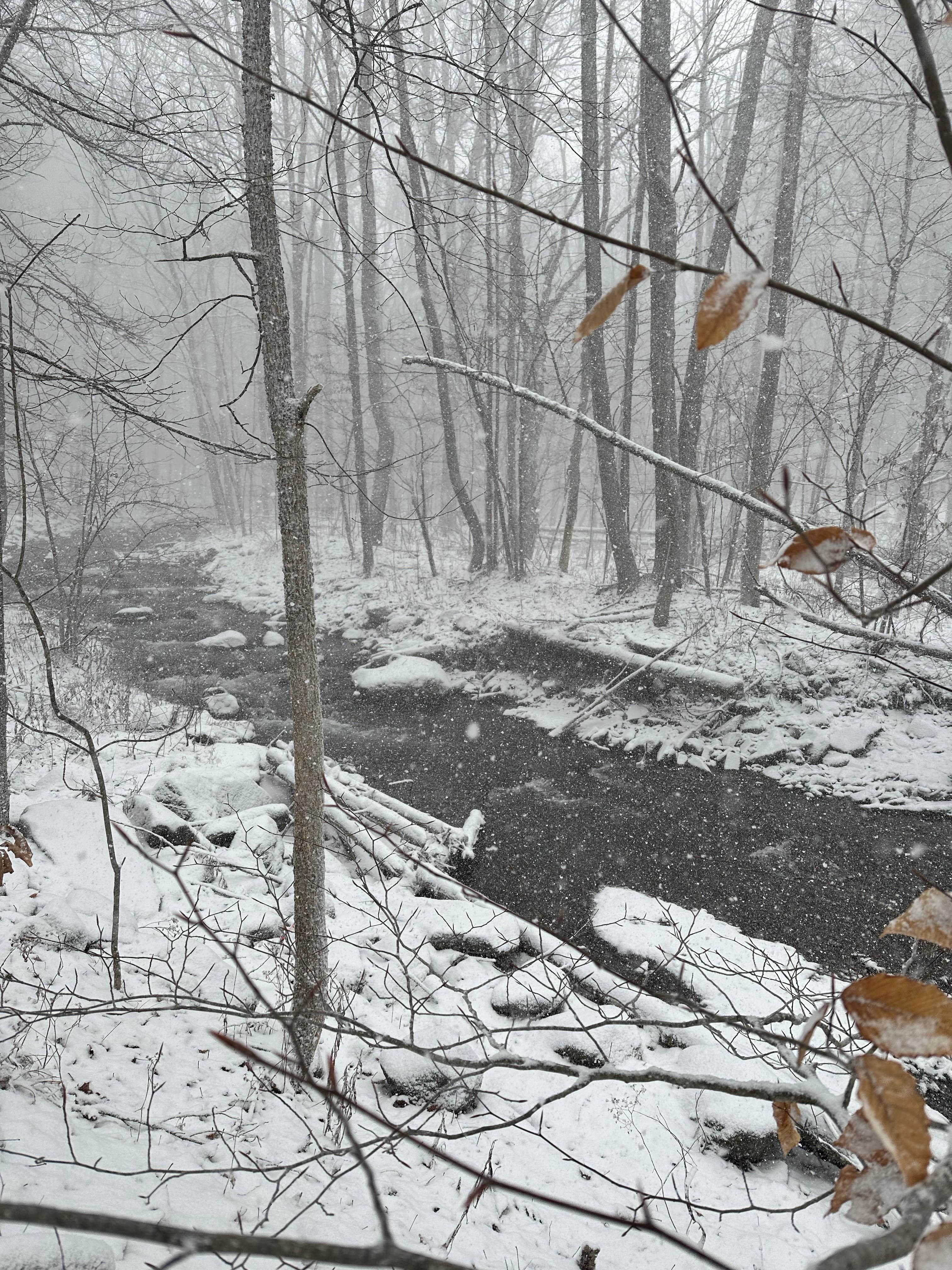 Camper submitted image from Burnt Rossman State Forest - Westkill Camp - 4