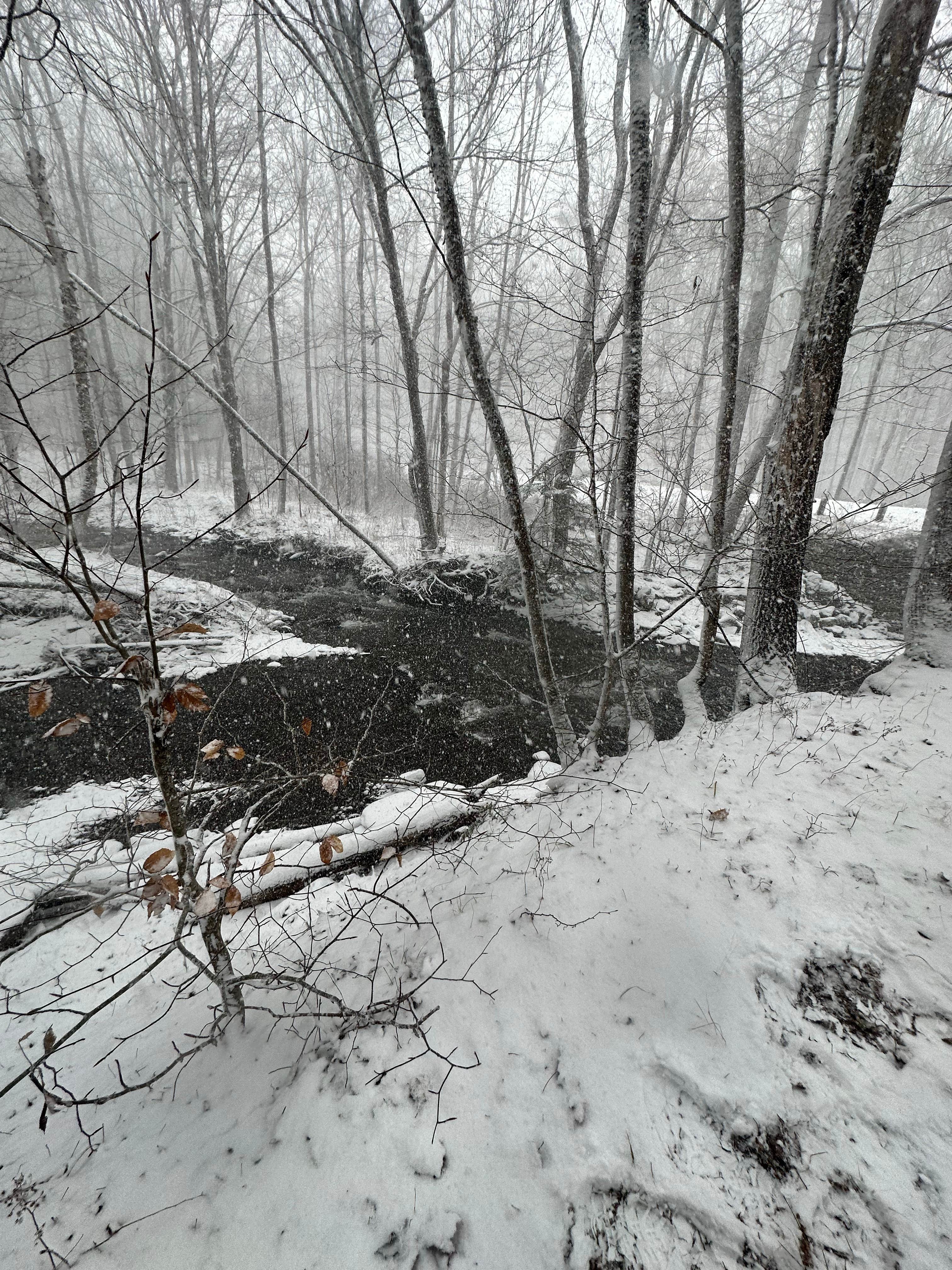 Camper submitted image from Burnt Rossman State Forest - Westkill Camp - 3