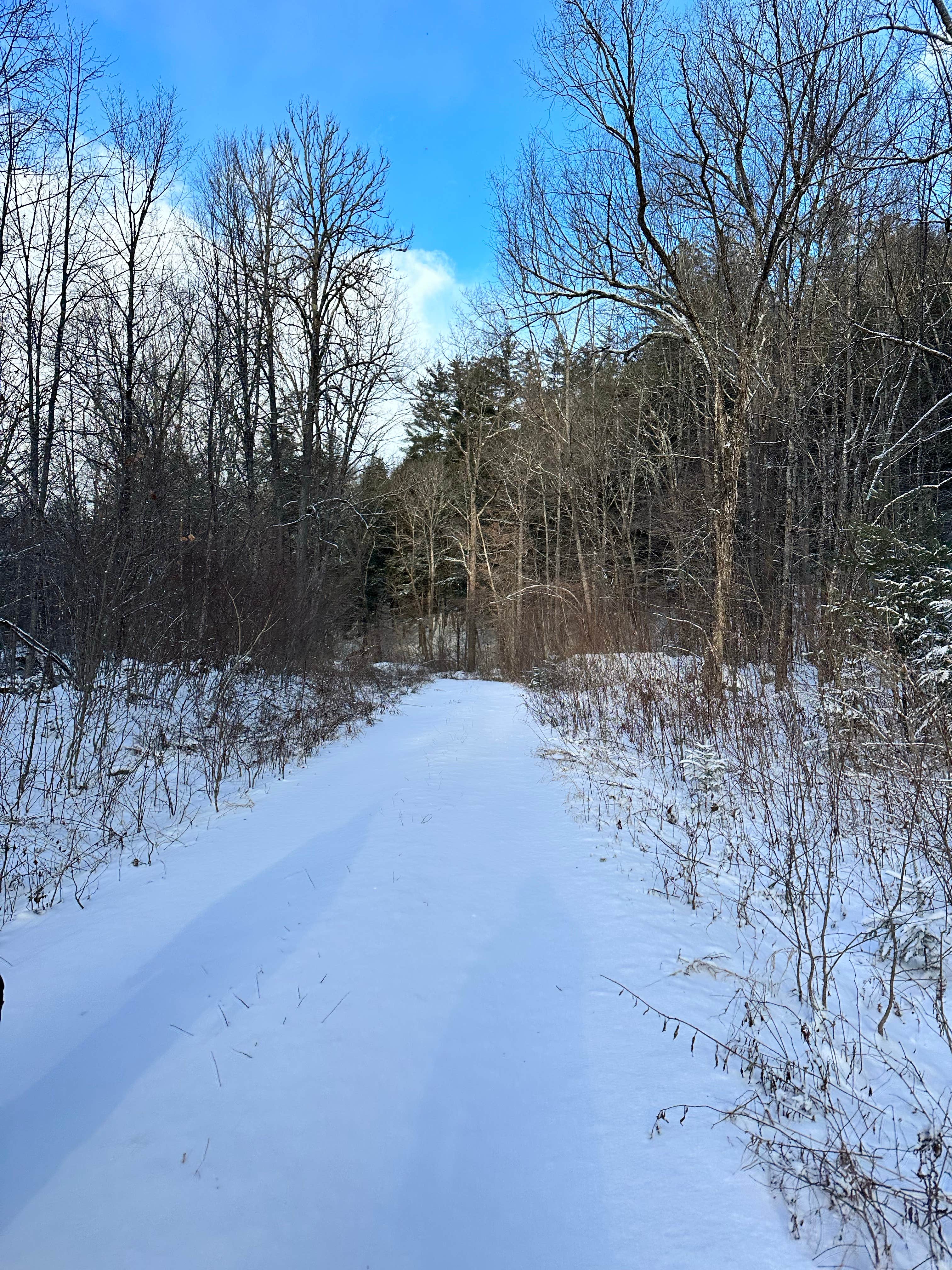 Camper submitted image from Burnt Rossman State Forest - Westkill Camp - 5